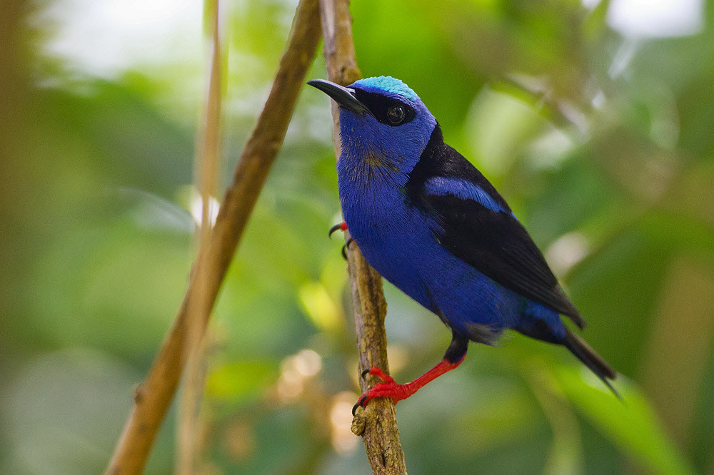 Canon EOS 7D + Canon EF 500mm F4L IS USM sample photo. Red-legged honeycreeper photography