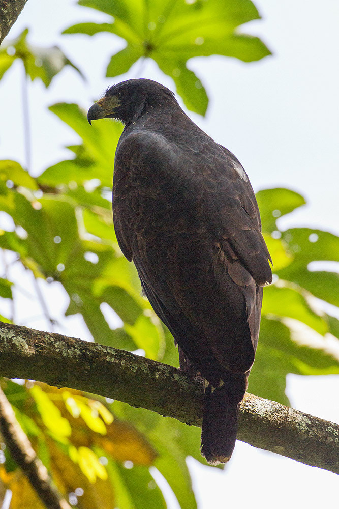 Canon EOS 7D + Canon EF 500mm F4L IS USM sample photo. Great black hawk photography