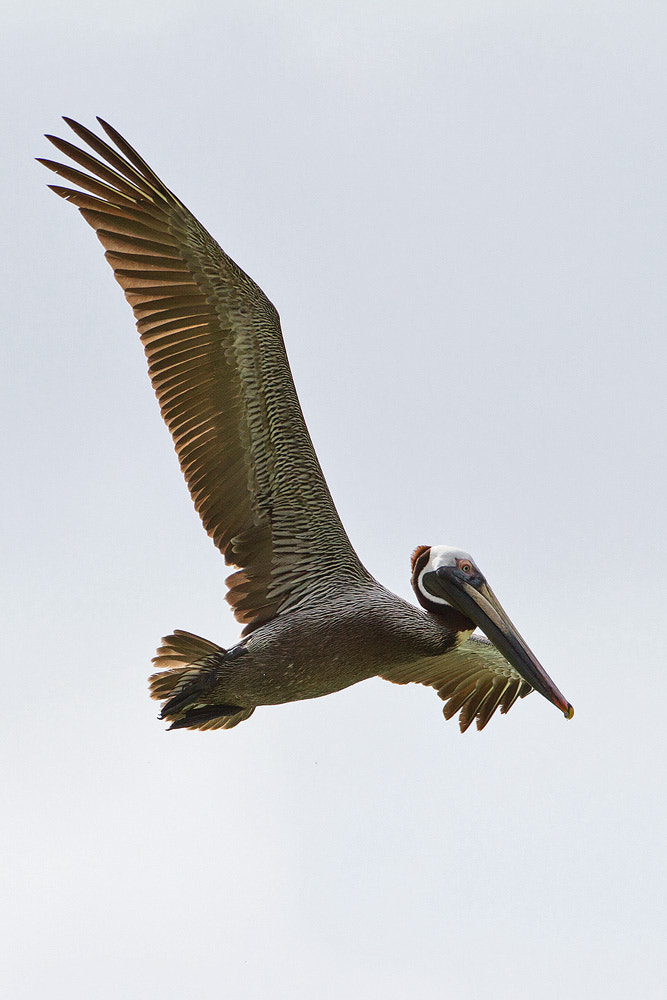 Canon EOS 7D + Canon EF 500mm F4L IS USM sample photo. Brown pelican photography