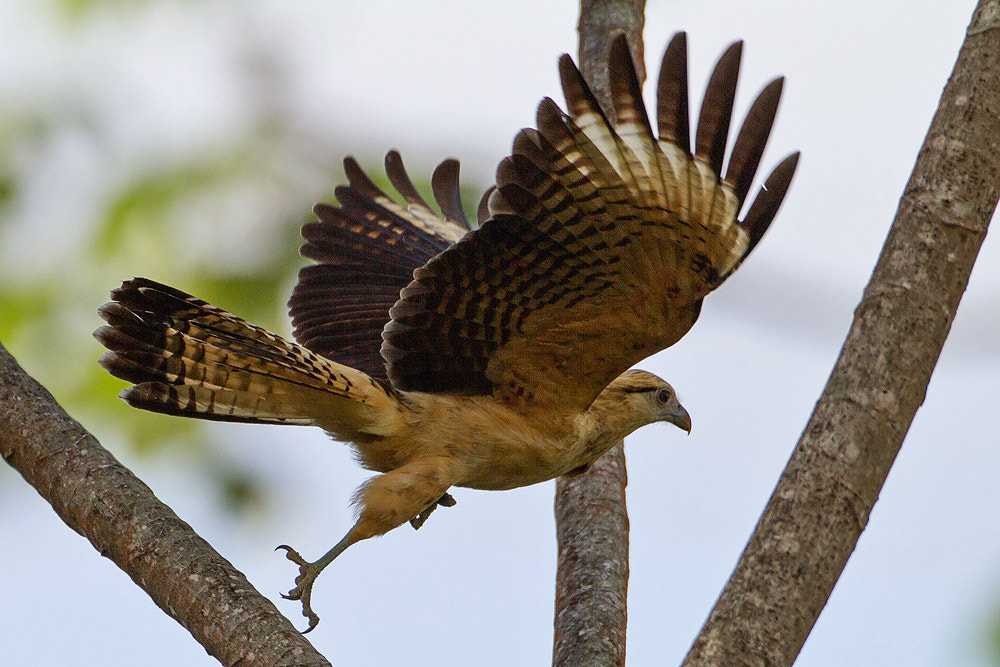 Canon EF 500mm F4L IS USM sample photo. Yellow-headed caracara photography