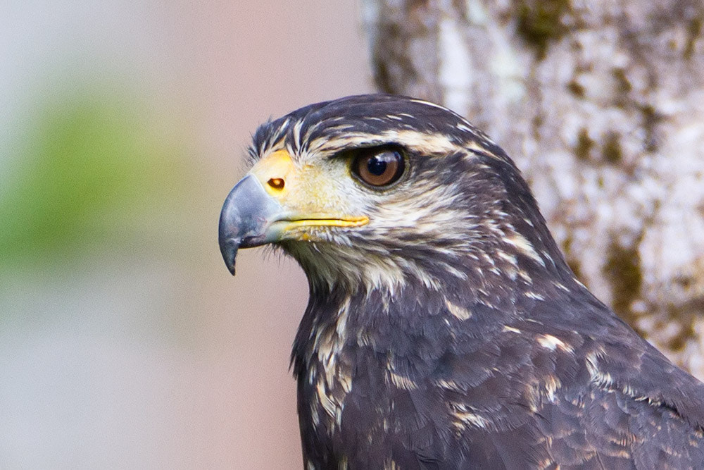 Canon EOS 7D + Canon EF 500mm F4L IS USM sample photo. Great black hawk juv. photography