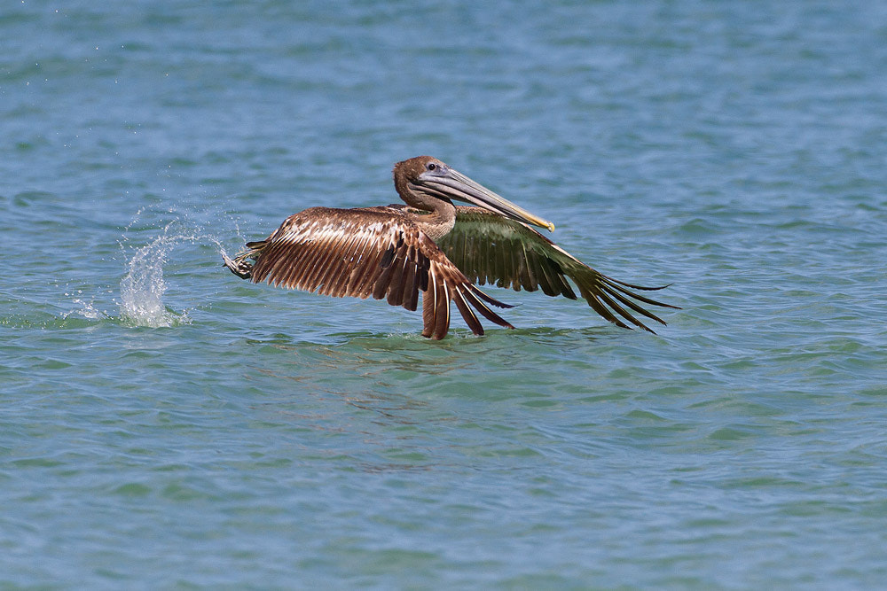Canon EOS 7D + Canon EF 500mm F4L IS USM sample photo. Brown pelican photography