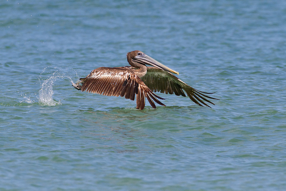 Canon EOS 7D sample photo. Brown pelican photography