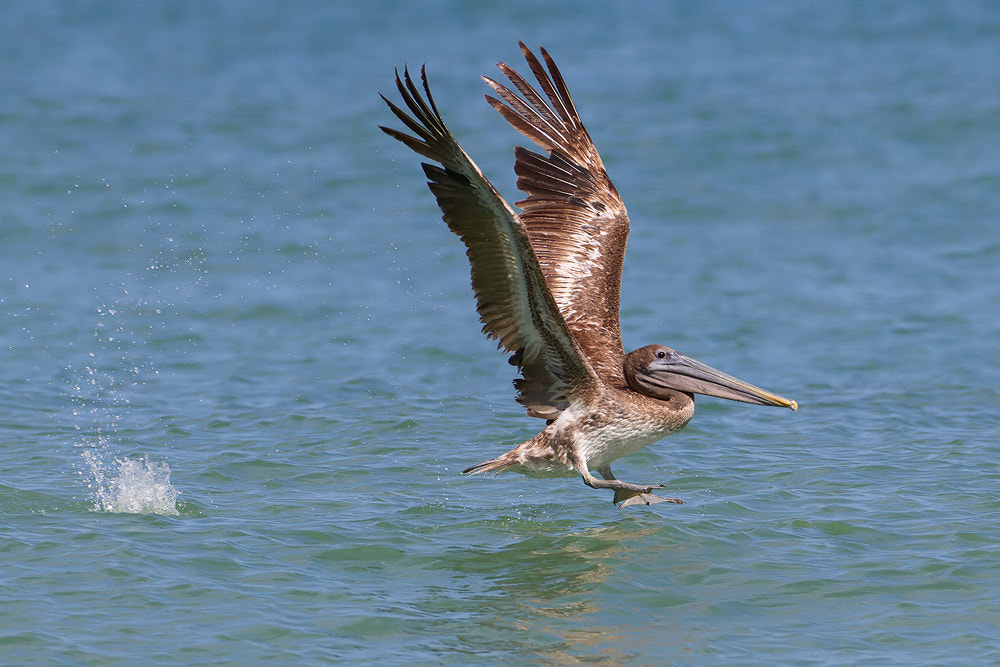Canon EF 500mm F4L IS USM sample photo. Brown pelican photography