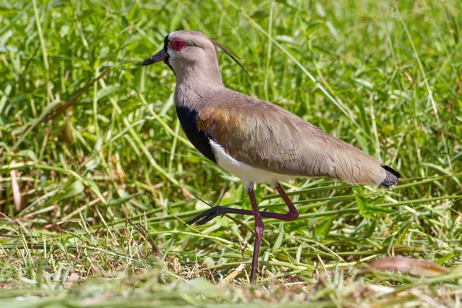 Canon EF 500mm F4L IS USM sample photo. Southern lapwing photography