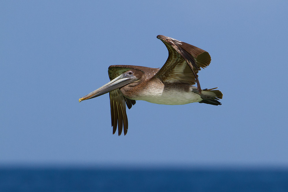 Canon EOS 7D + Canon EF 500mm F4L IS USM sample photo. Brown pelican photography