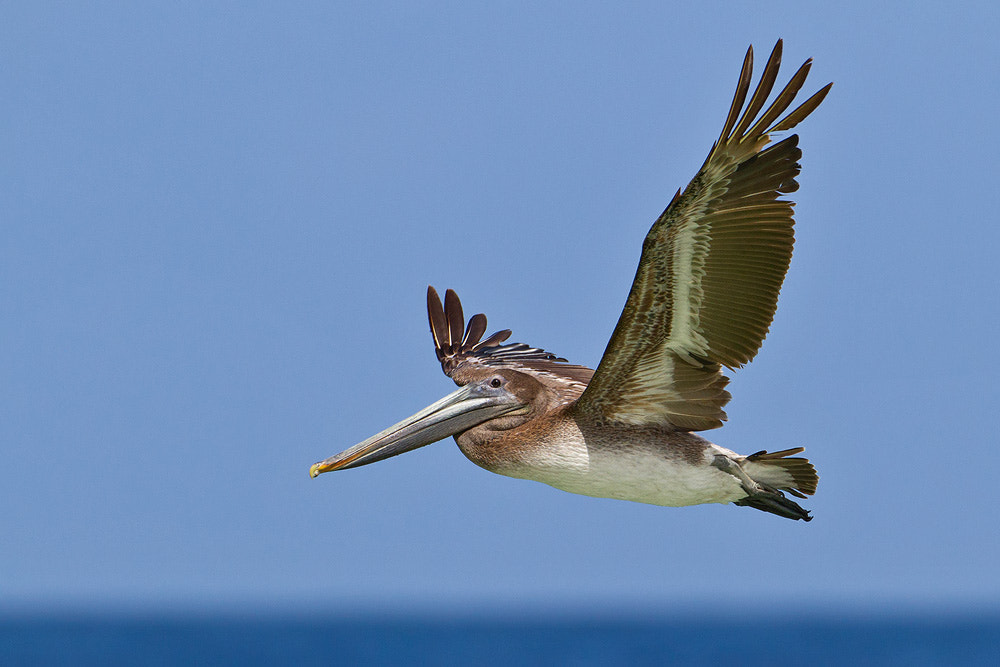 Canon EOS 7D sample photo. Brown pelican photography