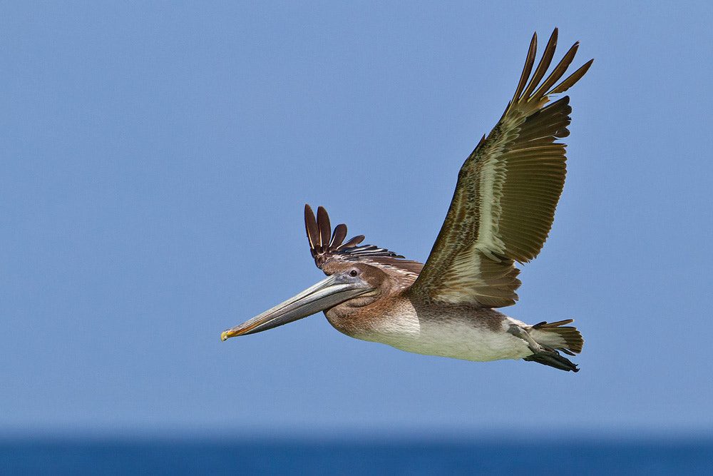 Canon EF 500mm F4L IS USM sample photo. Brown pelican photography