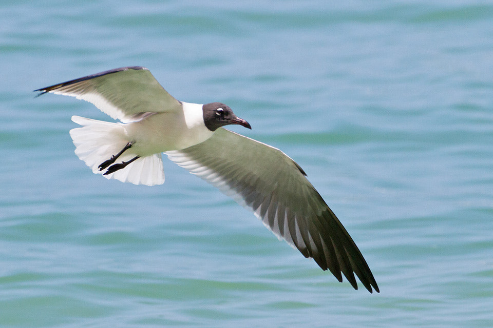 Canon EF 500mm F4L IS USM sample photo. Laughing gull photography