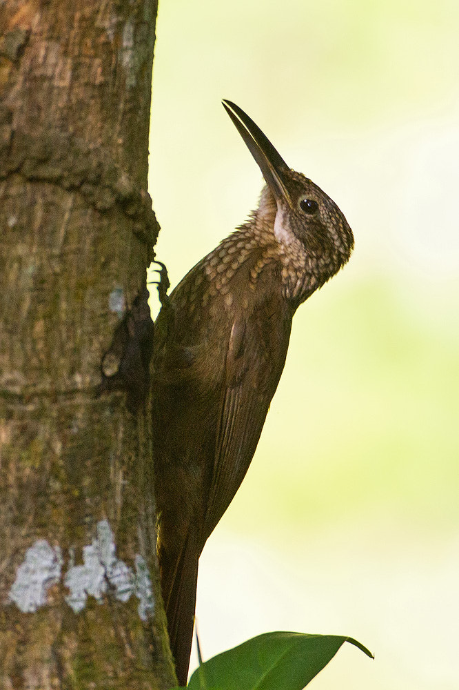 Canon EOS 7D + Canon EF 500mm F4L IS USM sample photo. Cocoa woodcreeper photography