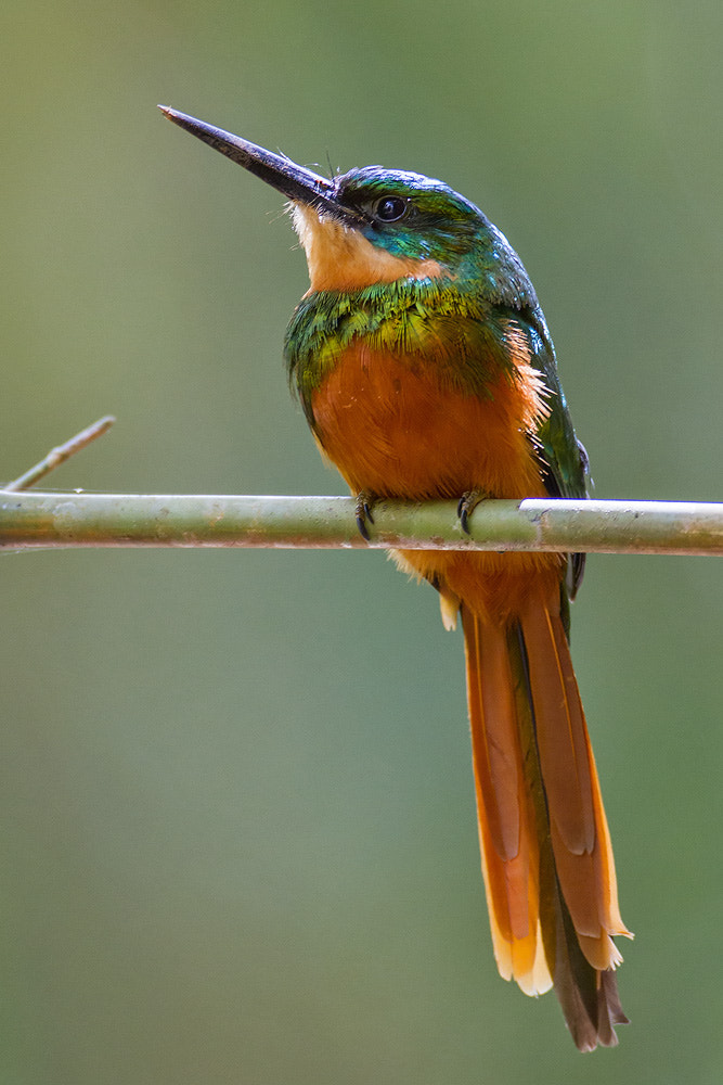 Canon EF 500mm F4L IS USM sample photo. Rufous-tailed jacamar photography