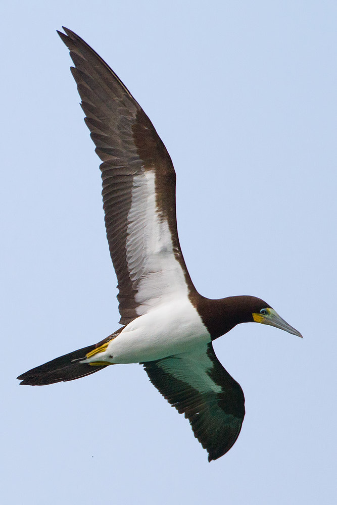 Canon EF 500mm F4L IS USM sample photo. Brown booby photography