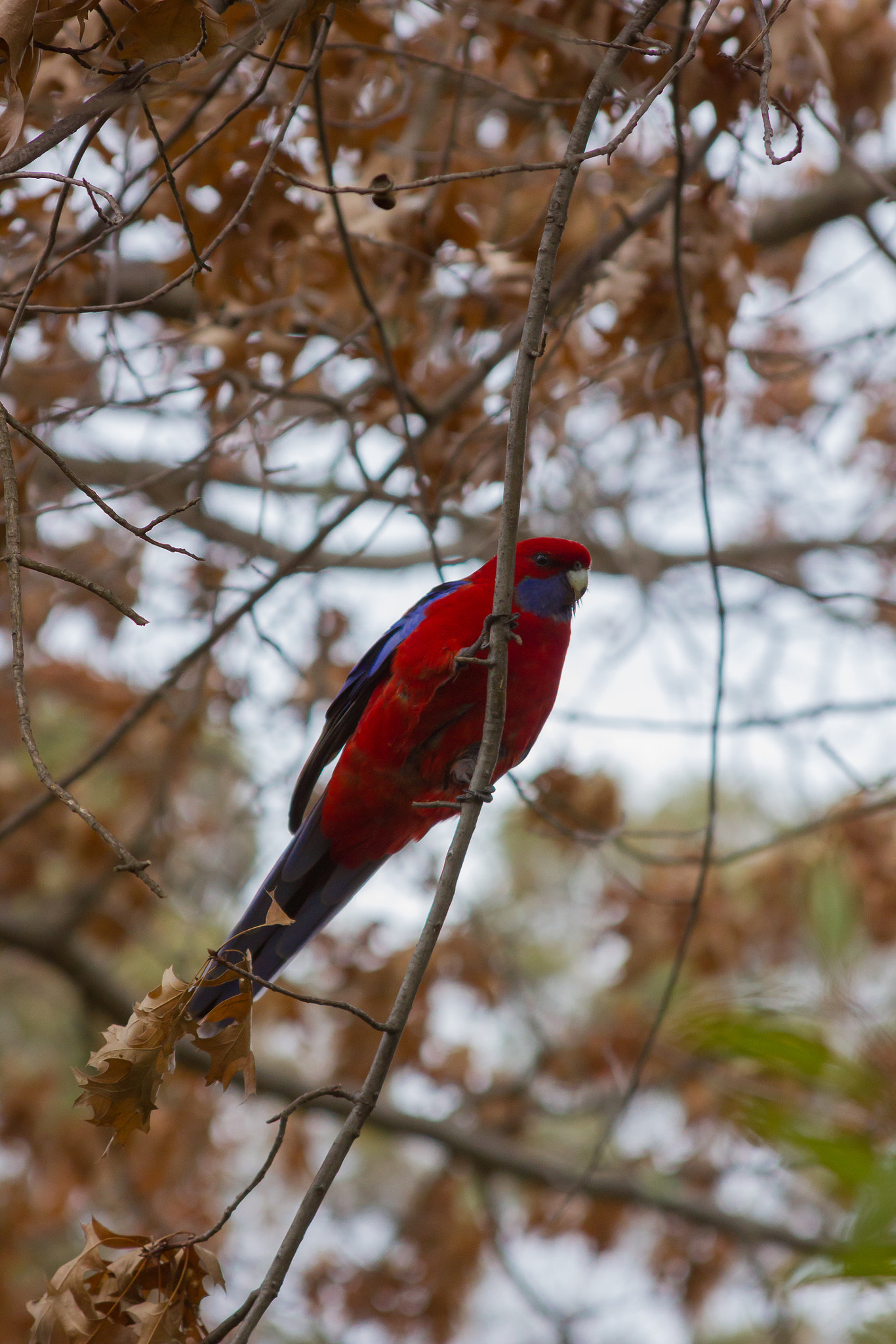 Canon EF 28-135mm F3.5-5.6 IS USM sample photo. Crimson rosella in autumn photography