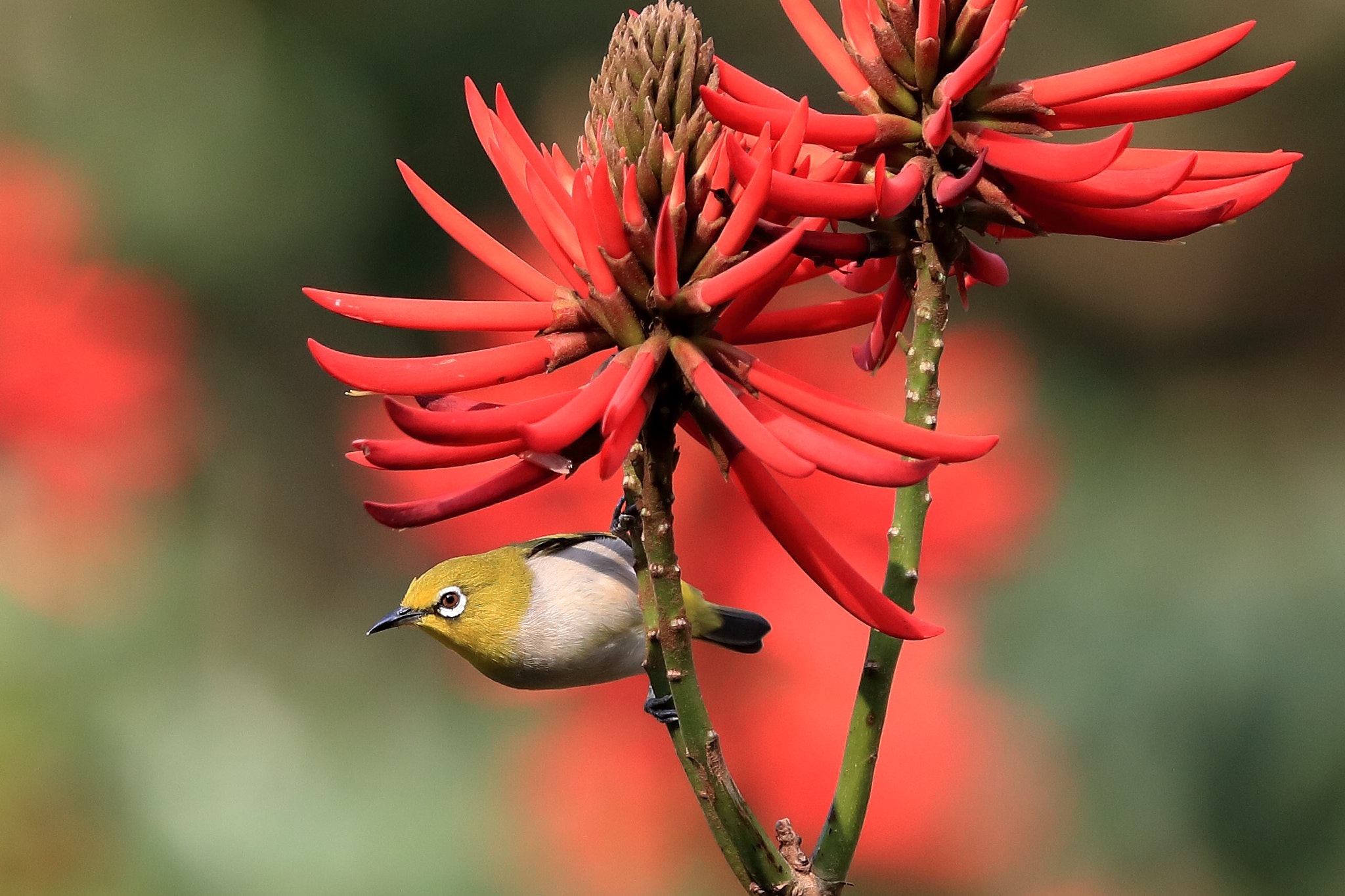 Canon EF 70-200mm F2.8L IS II USM sample photo. 綠繡眼（學名：zosterops japonicus）and photography