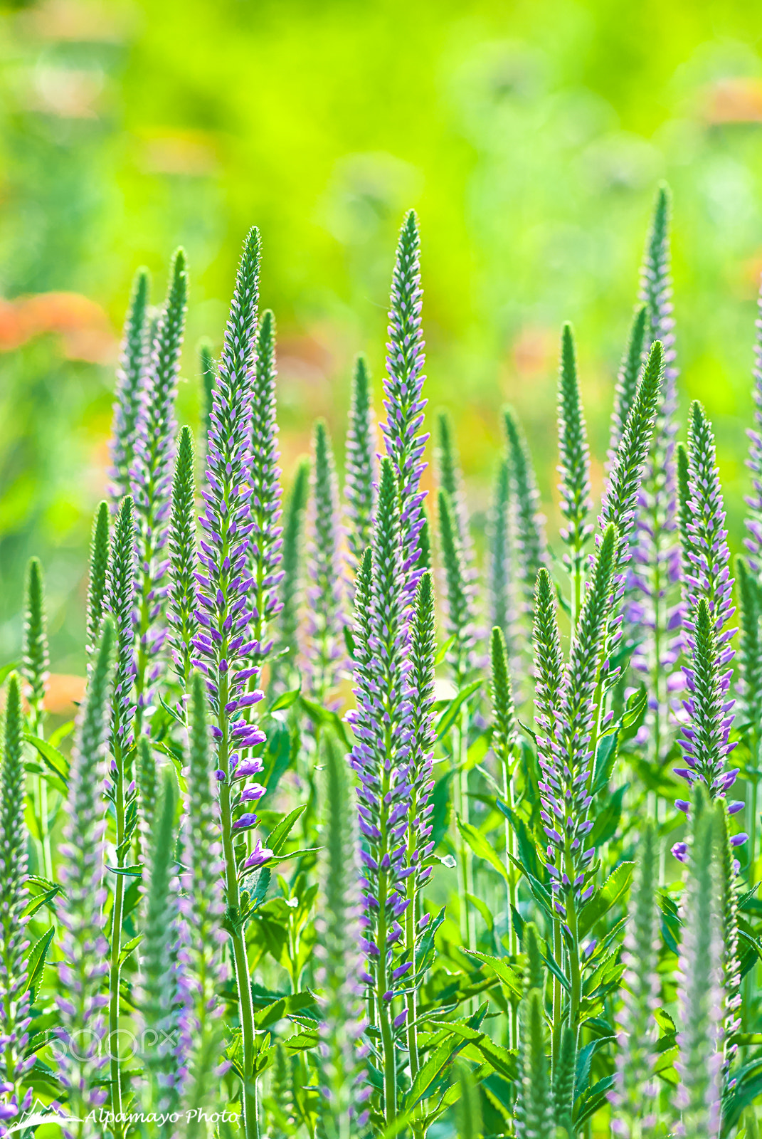 Nikon D200 + Nikon AF-Nikkor 80-200mm F2.8D ED sample photo. Veronica spicata (speedwell) photography