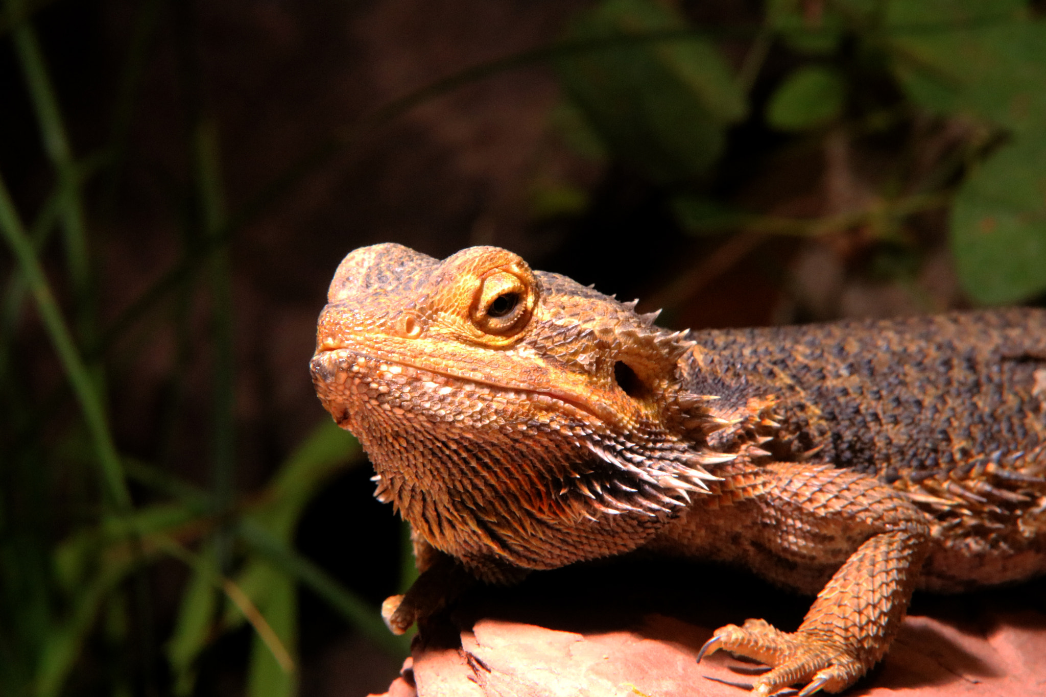 Sigma 70-200mm F2.8 EX DG OS HSM sample photo. Bartagame animal australia nature iguania vegetabl photography