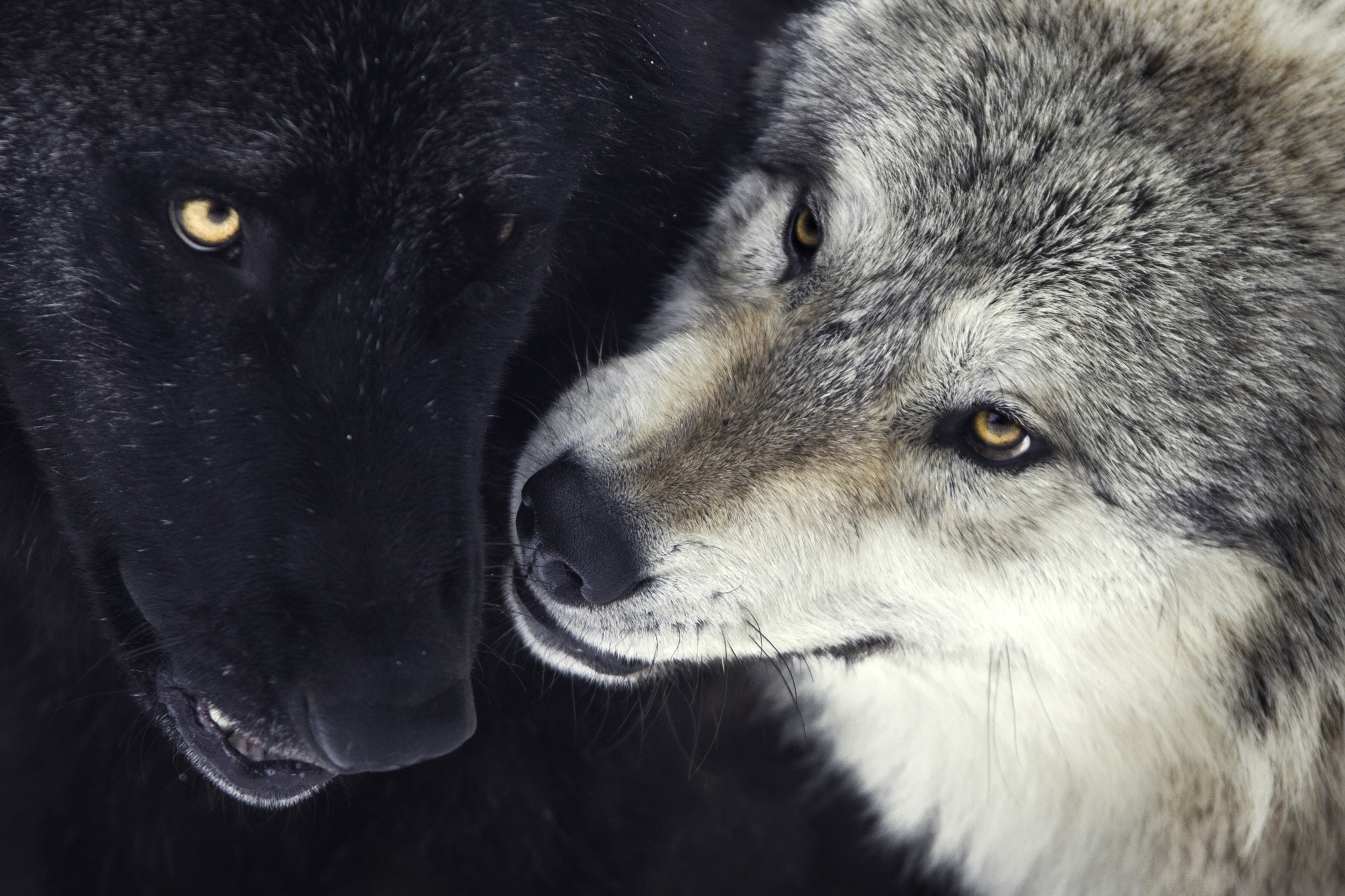 Canon EF 70-200mm F2.8L USM sample photo. Wolf communication photography