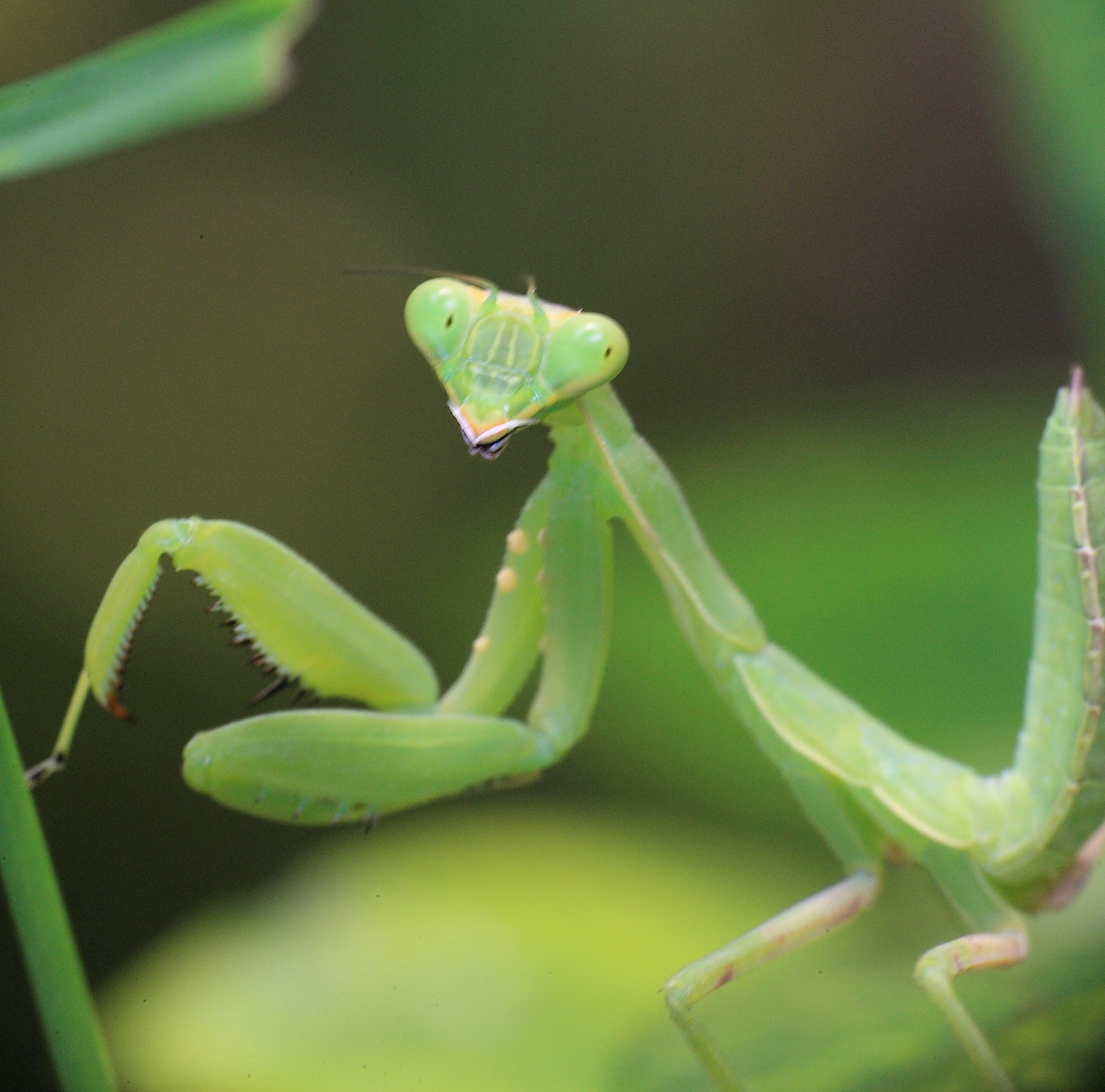 Canon EOS-1Ds Mark III sample photo. Macro photography