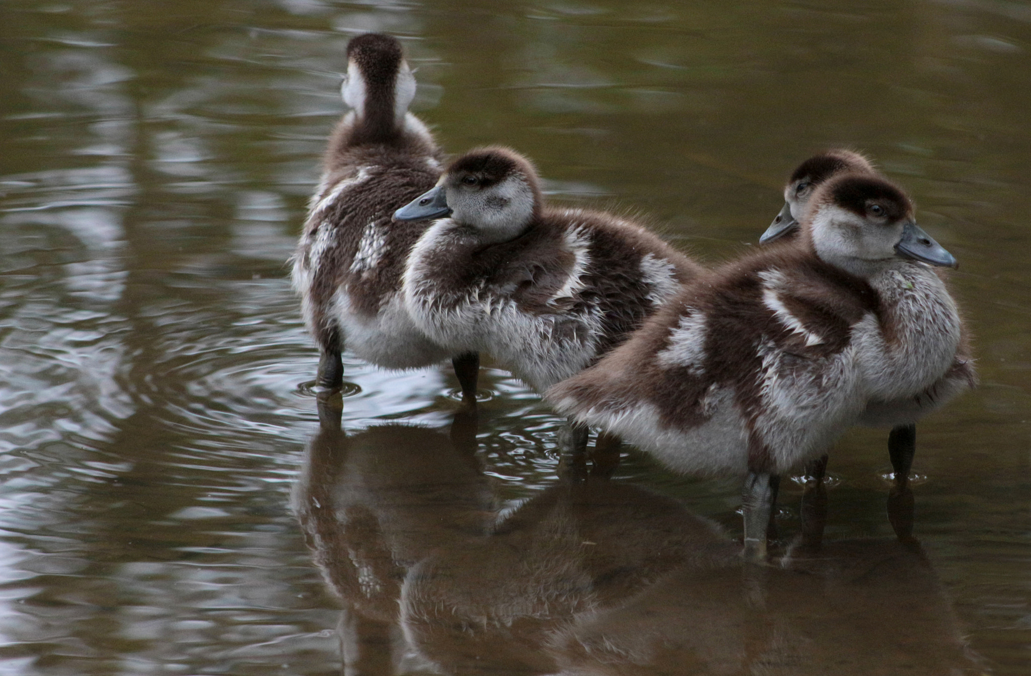 Canon EOS 700D (EOS Rebel T5i / EOS Kiss X7i) + EF75-300mm f/4-5.6 sample photo. Gaggle of goslings photography