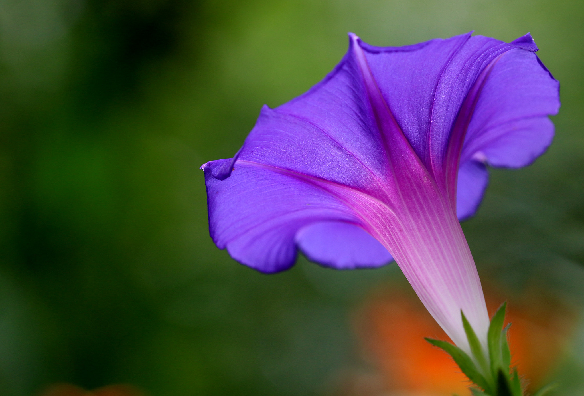 Sigma 105mm F2.8 EX DG OS HSM sample photo. Lighting up photography