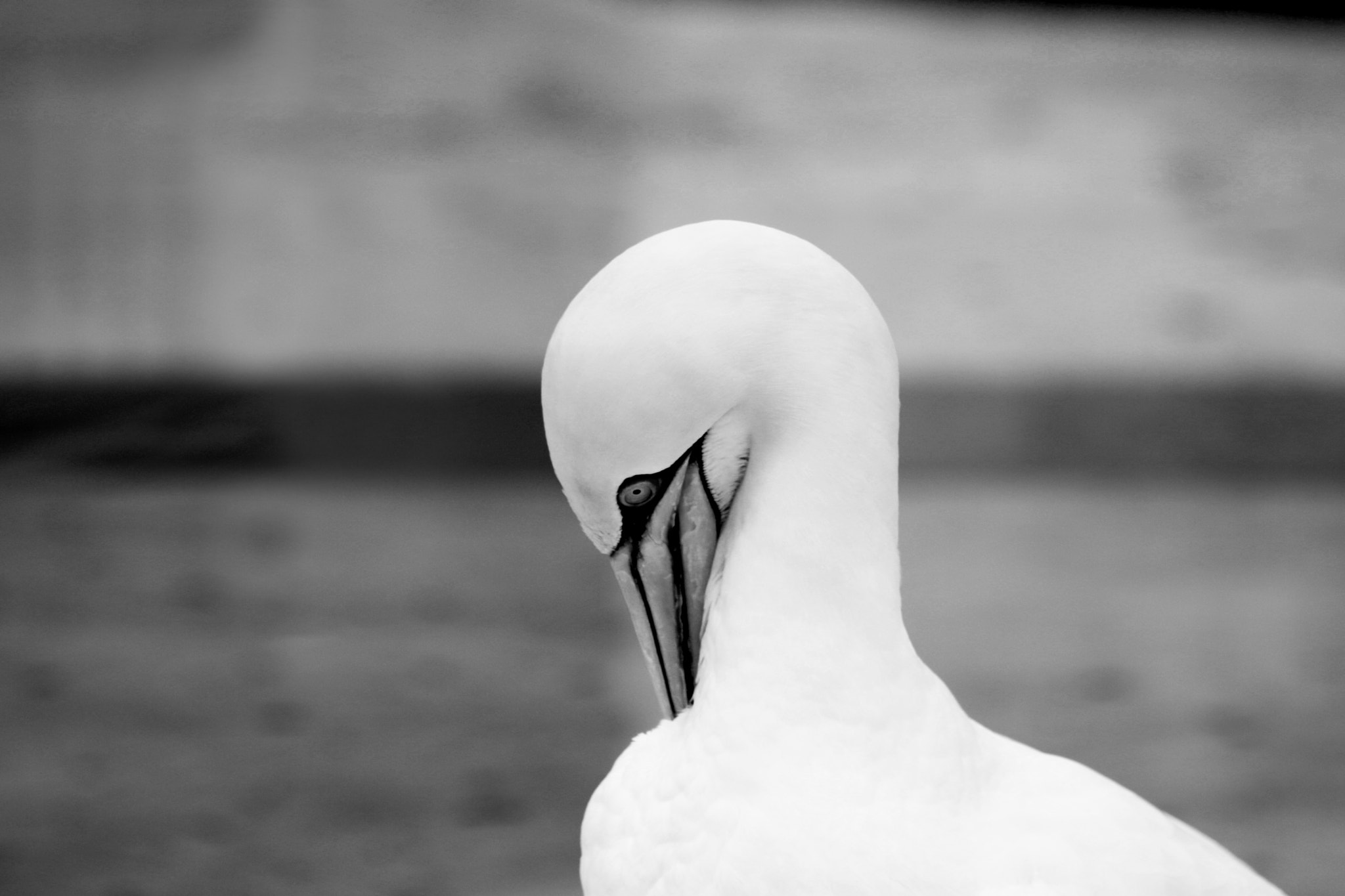 Canon EOS 750D (EOS Rebel T6i / EOS Kiss X8i) + Sigma 70-200mm F2.8 EX DG OS HSM sample photo. Basstölpel animal black white isolated flying bird photography