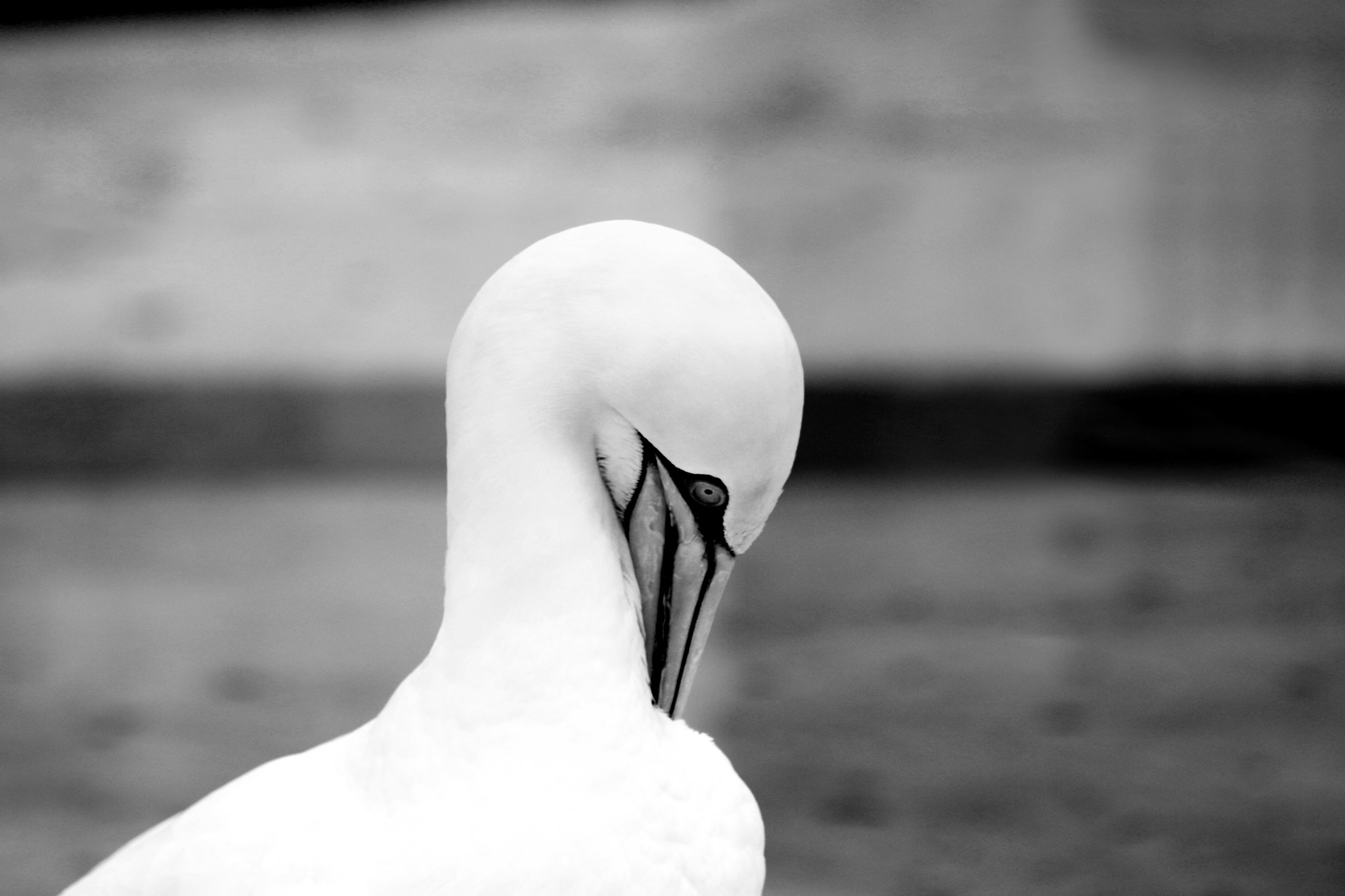 Canon EOS 750D (EOS Rebel T6i / EOS Kiss X8i) + Sigma 70-200mm F2.8 EX DG OS HSM sample photo. Basstölpel animal black white isolated flying bird photography