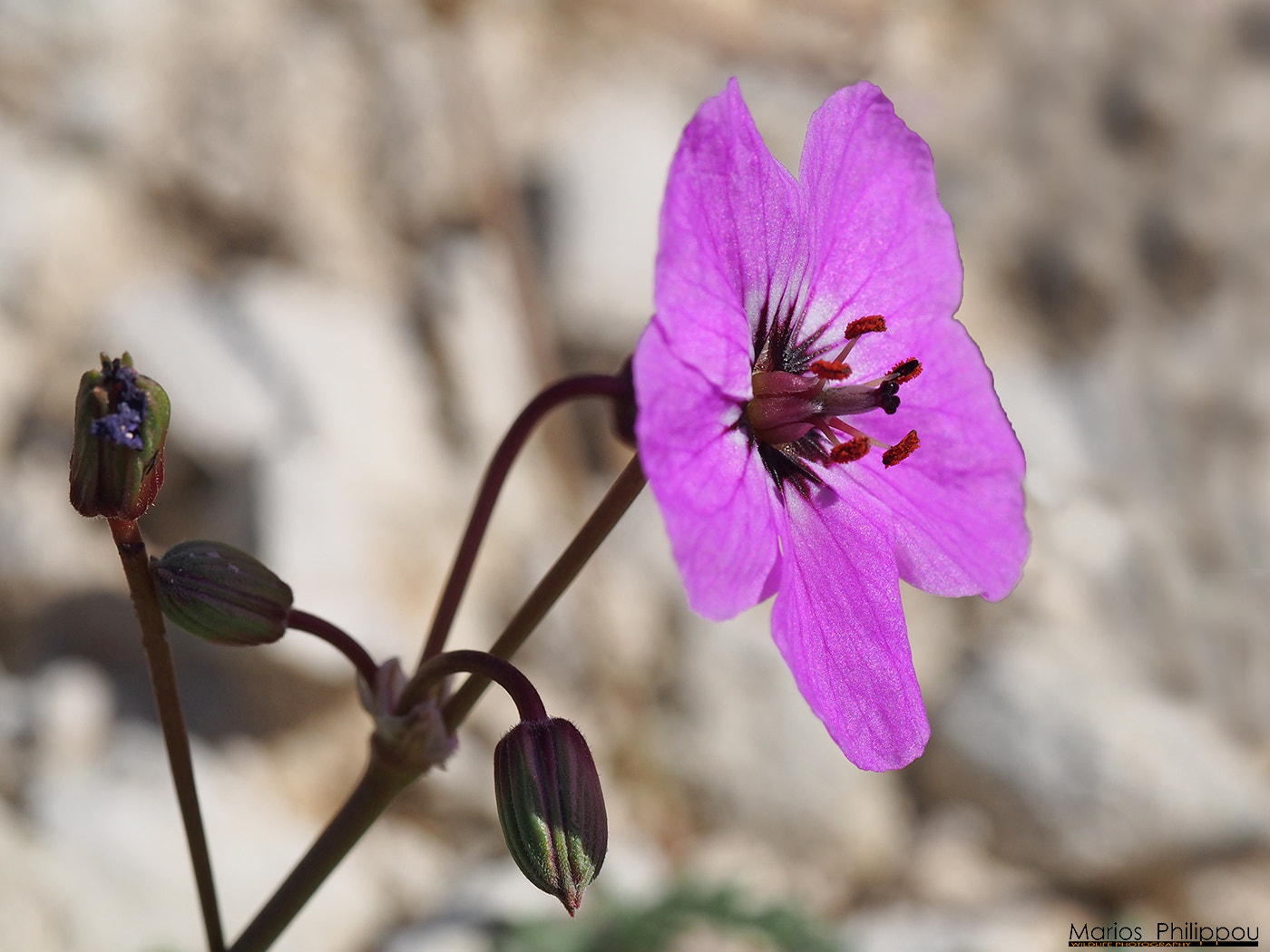 Olympus M.Zuiko Digital ED 60mm F2.8 Macro sample photo. Erodium crassifolium subsp. crassifolium photography