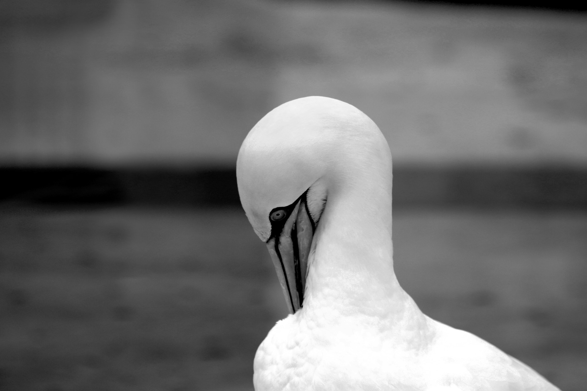 Sigma 70-200mm F2.8 EX DG OS HSM sample photo. Basstölpel animal black white isolated flying bird photography