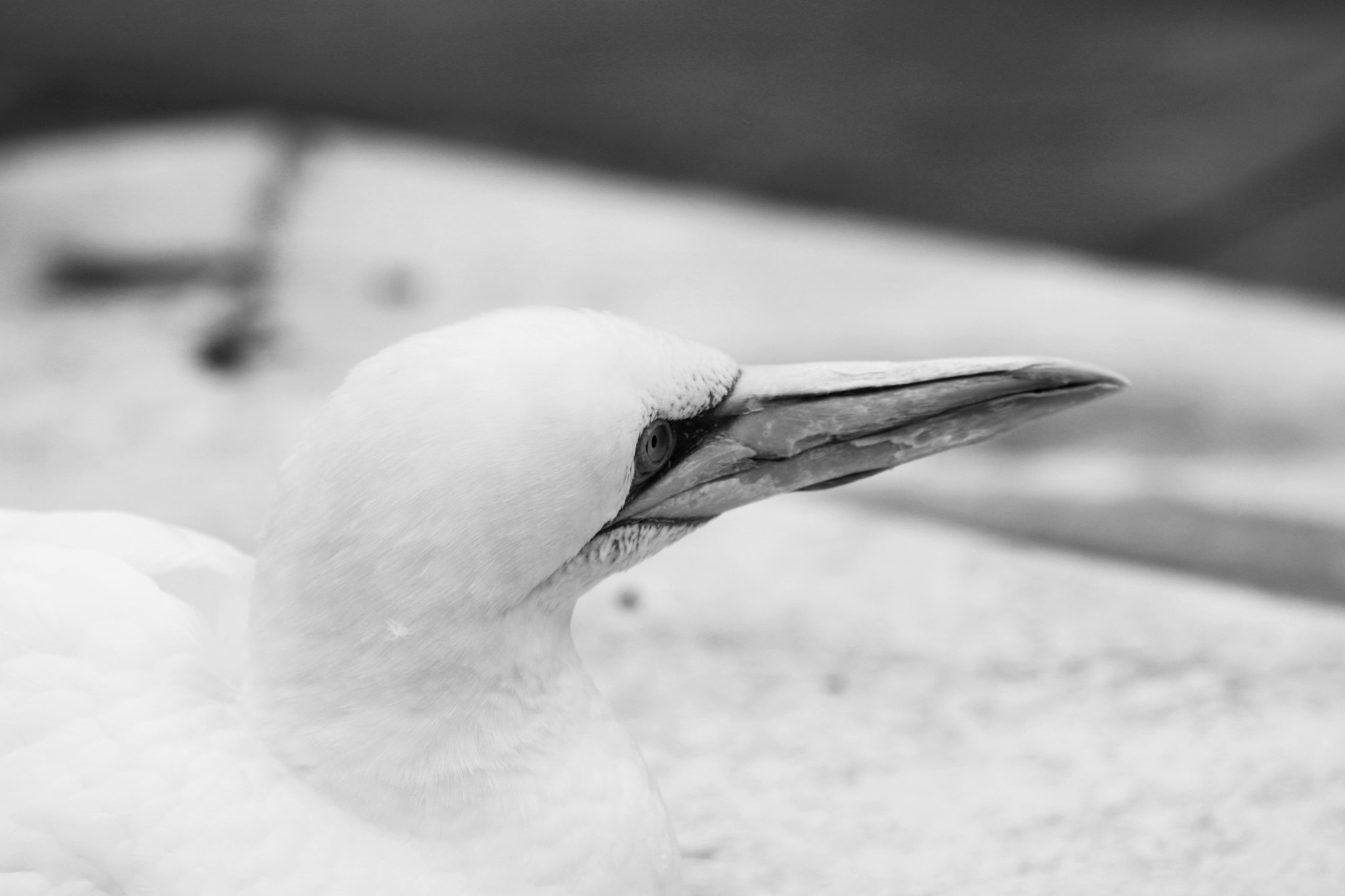 Sigma 70-200mm F2.8 EX DG OS HSM sample photo. Basstölpel animal black white isolated flying bird photography