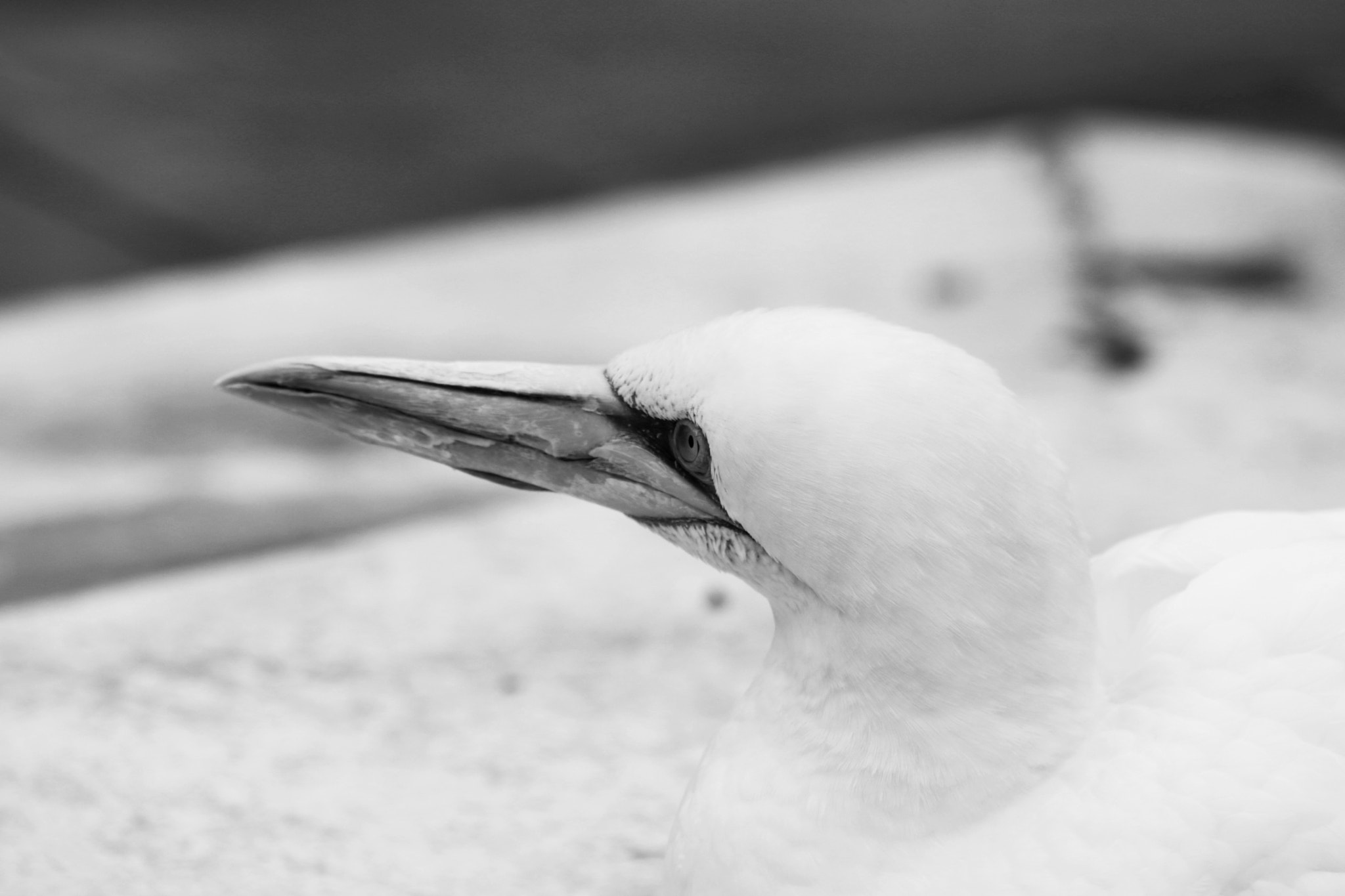 Sigma 70-200mm F2.8 EX DG OS HSM sample photo. Basstölpel animal black white isolated flying bird photography