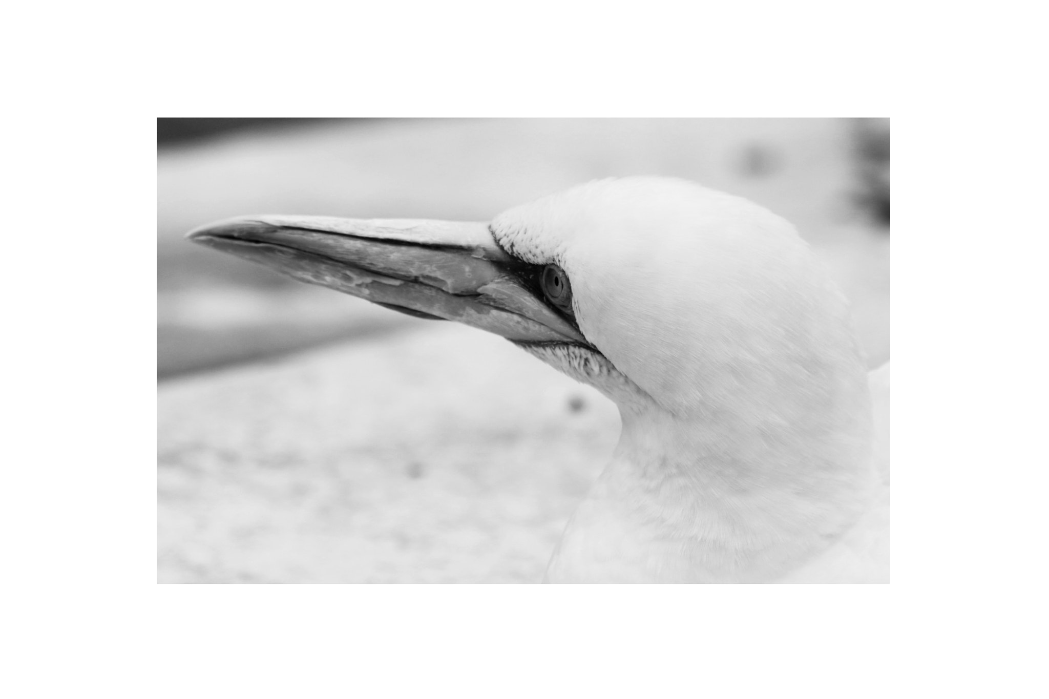 Sigma 70-200mm F2.8 EX DG OS HSM sample photo. Basstölpel animal black white isolated flying bird photography