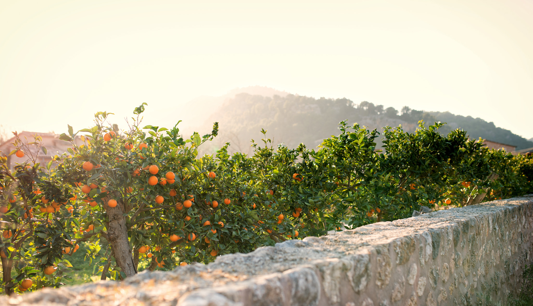 Nikon D800 sample photo. Naranja de sóller photography