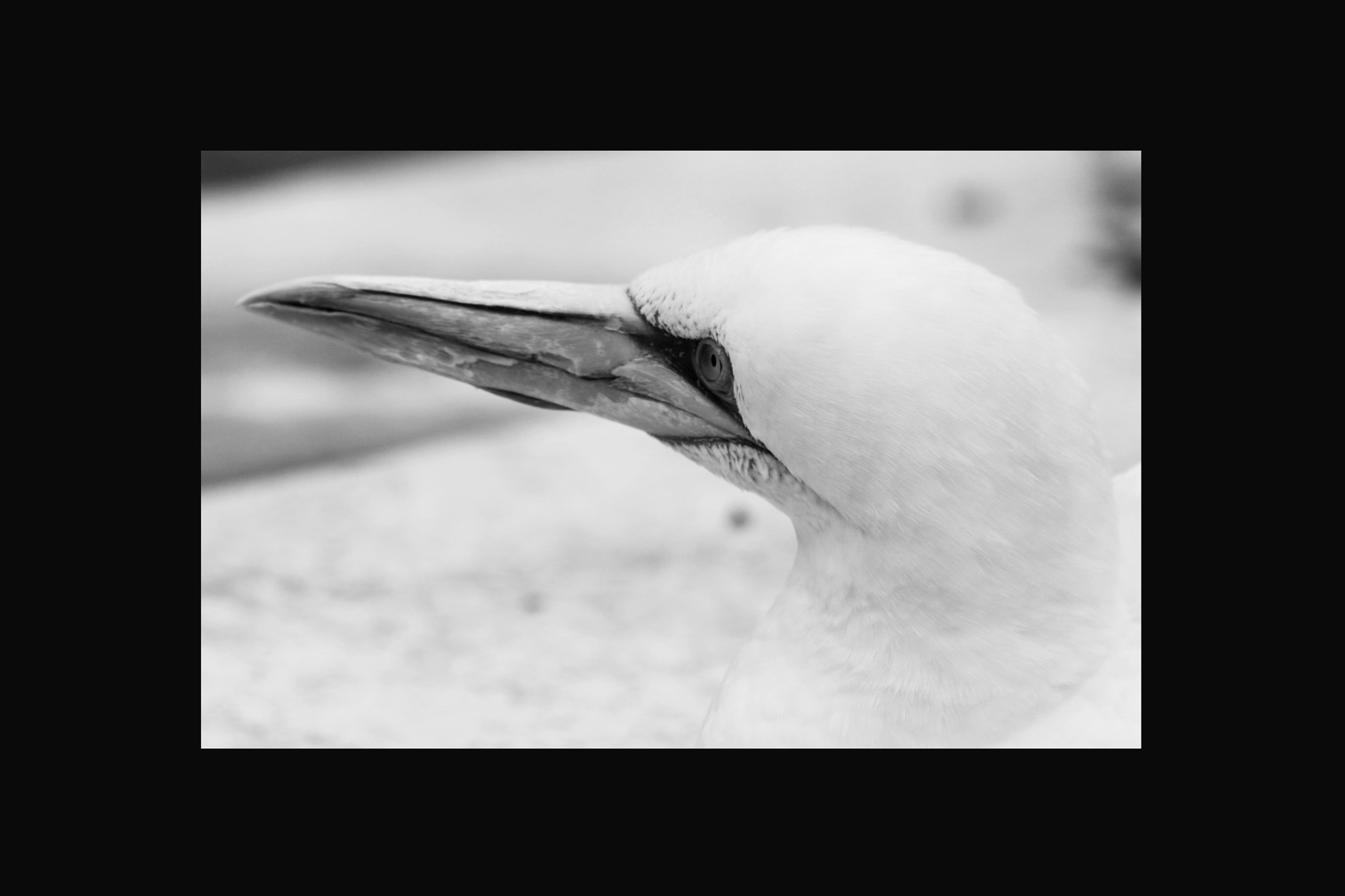 Sigma 70-200mm F2.8 EX DG OS HSM sample photo. Basstölpel animal black white isolated flying bird photography