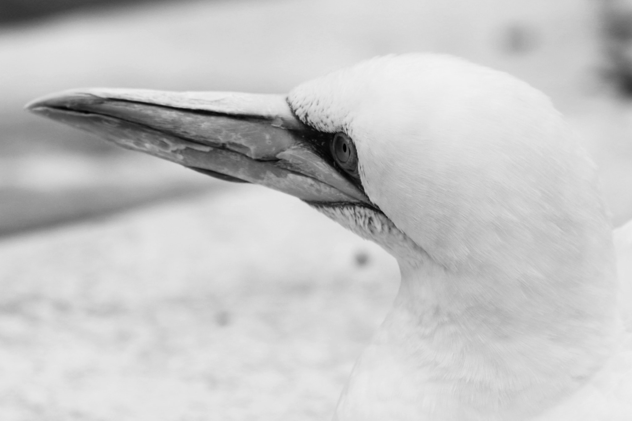 Canon EOS 750D (EOS Rebel T6i / EOS Kiss X8i) + Sigma 70-200mm F2.8 EX DG OS HSM sample photo. Basstölpel animal black white isolated flying bird photography