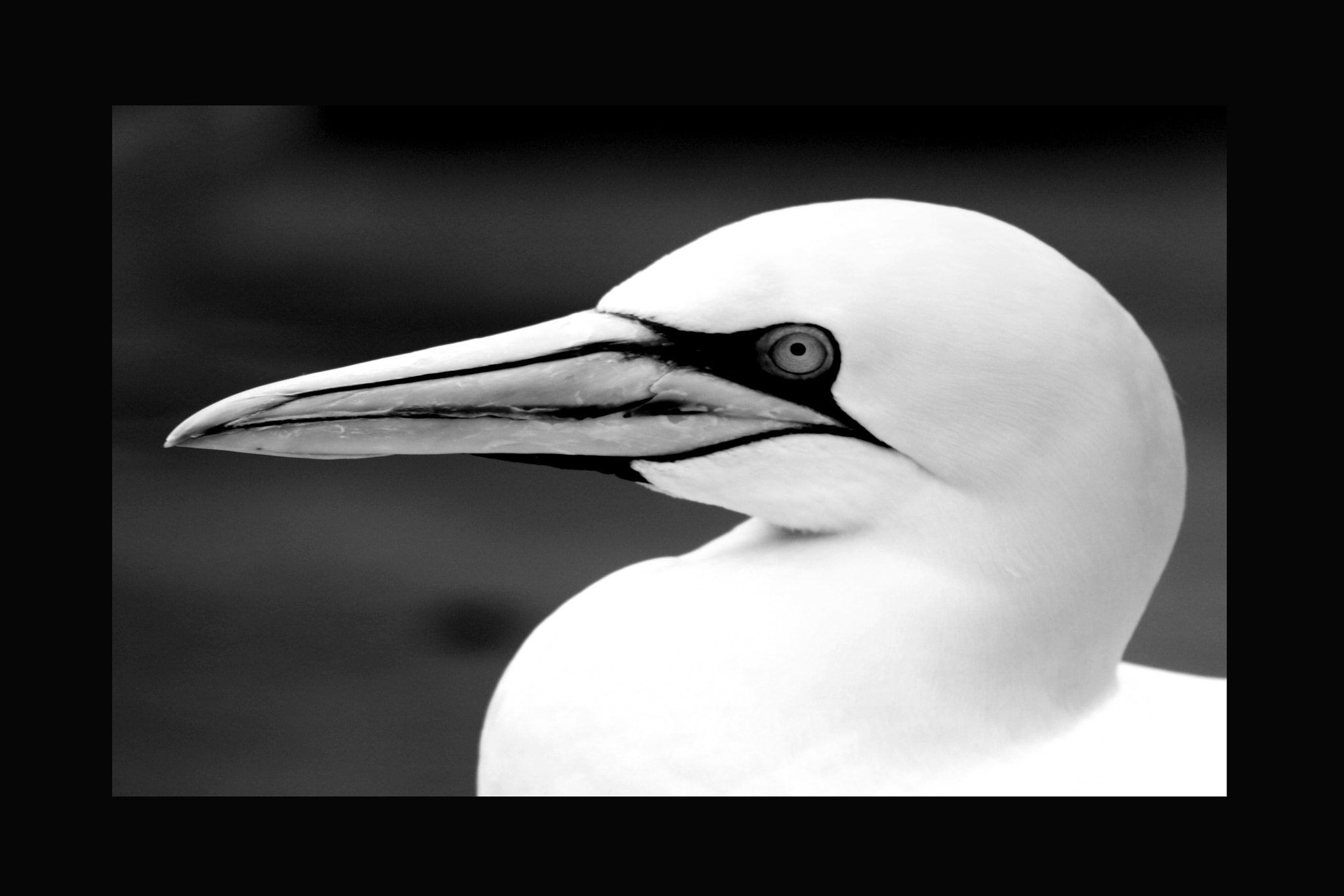 Sigma 70-200mm F2.8 EX DG OS HSM sample photo. Basstölpel animal black white isolated flying bird photography