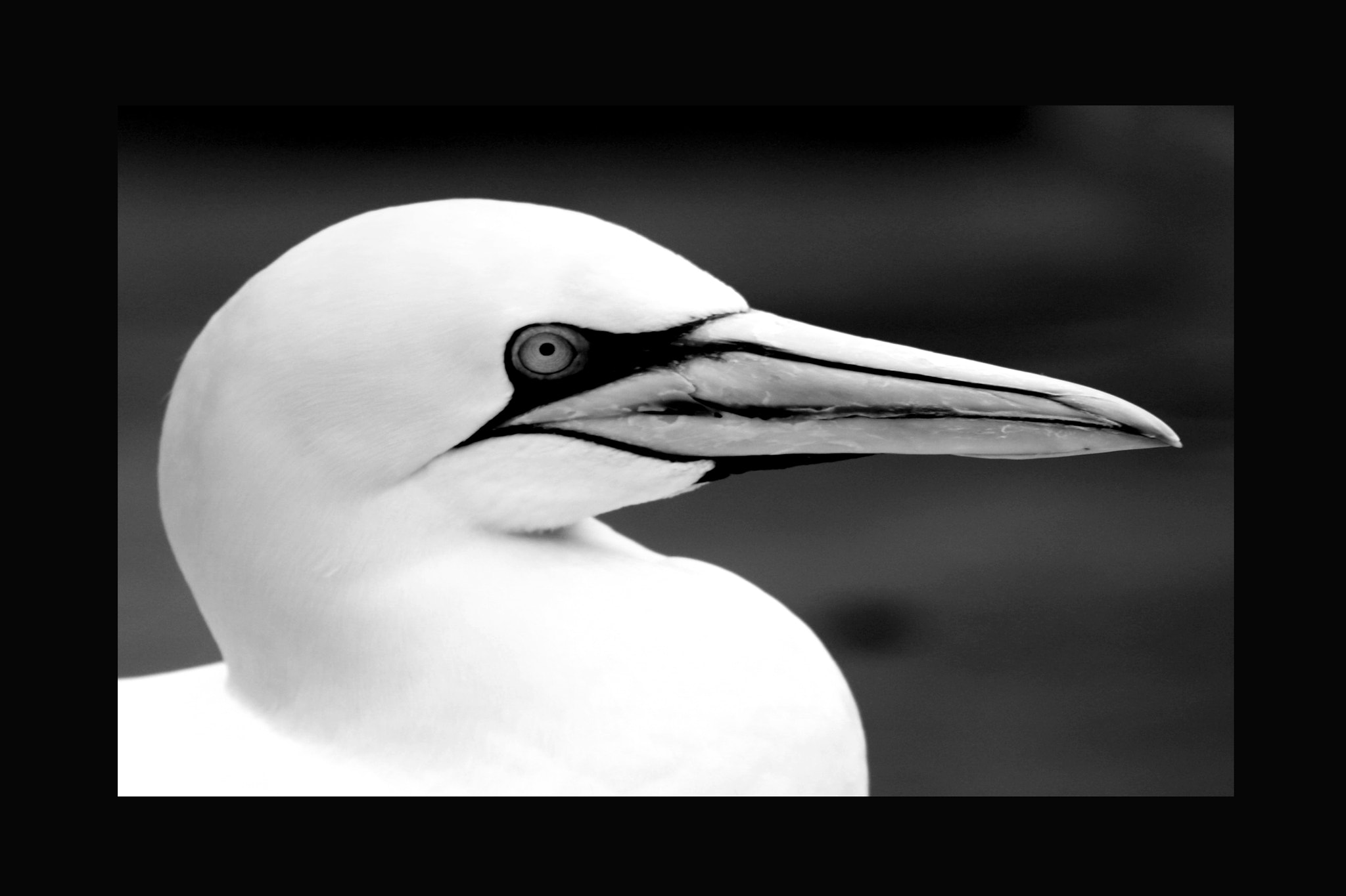 Sigma 70-200mm F2.8 EX DG OS HSM sample photo. Basstölpel animal black white isolated flying bird photography