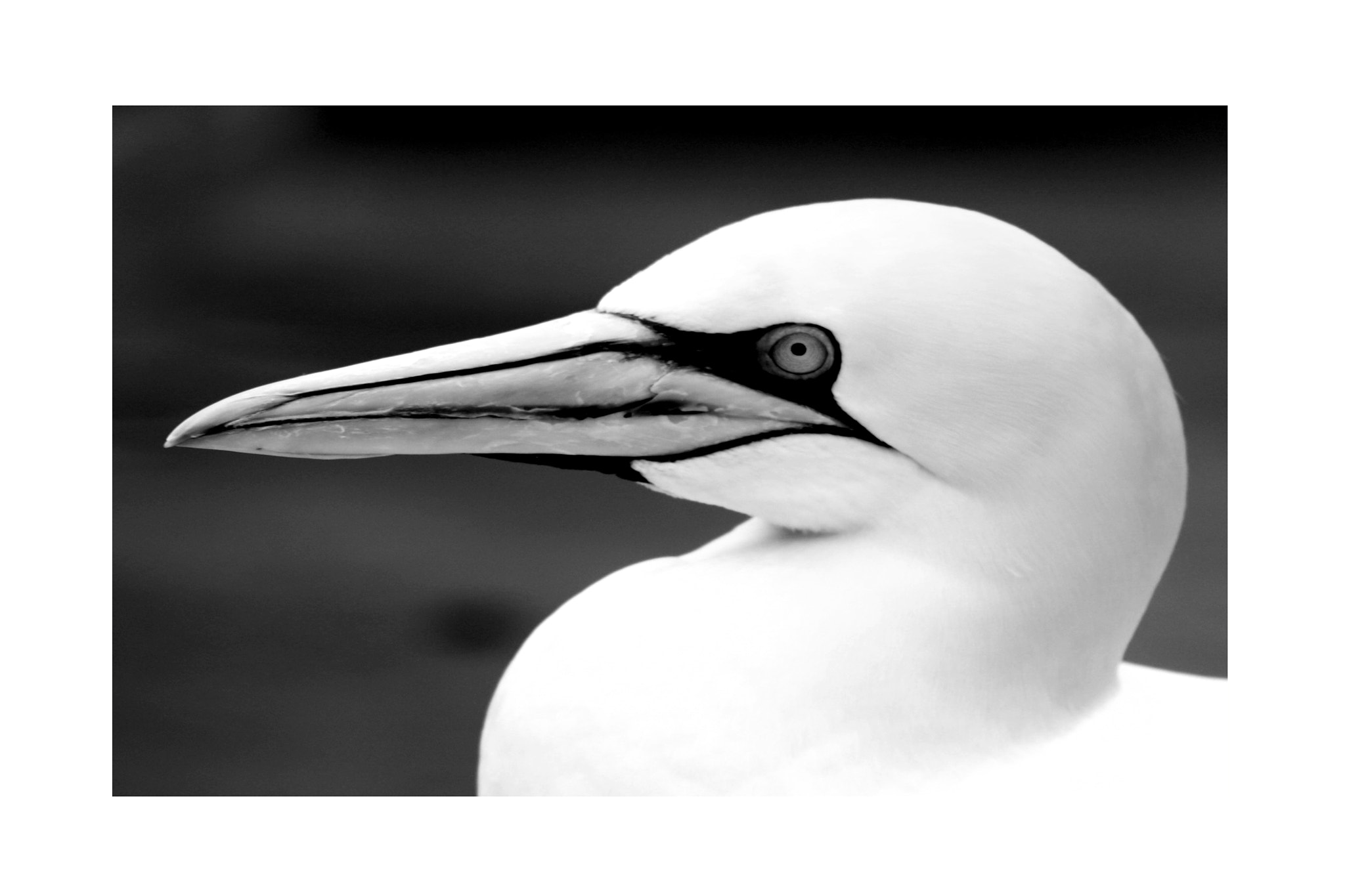 Sigma 70-200mm F2.8 EX DG OS HSM sample photo. Basstölpel animal black white isolated flying bird photography