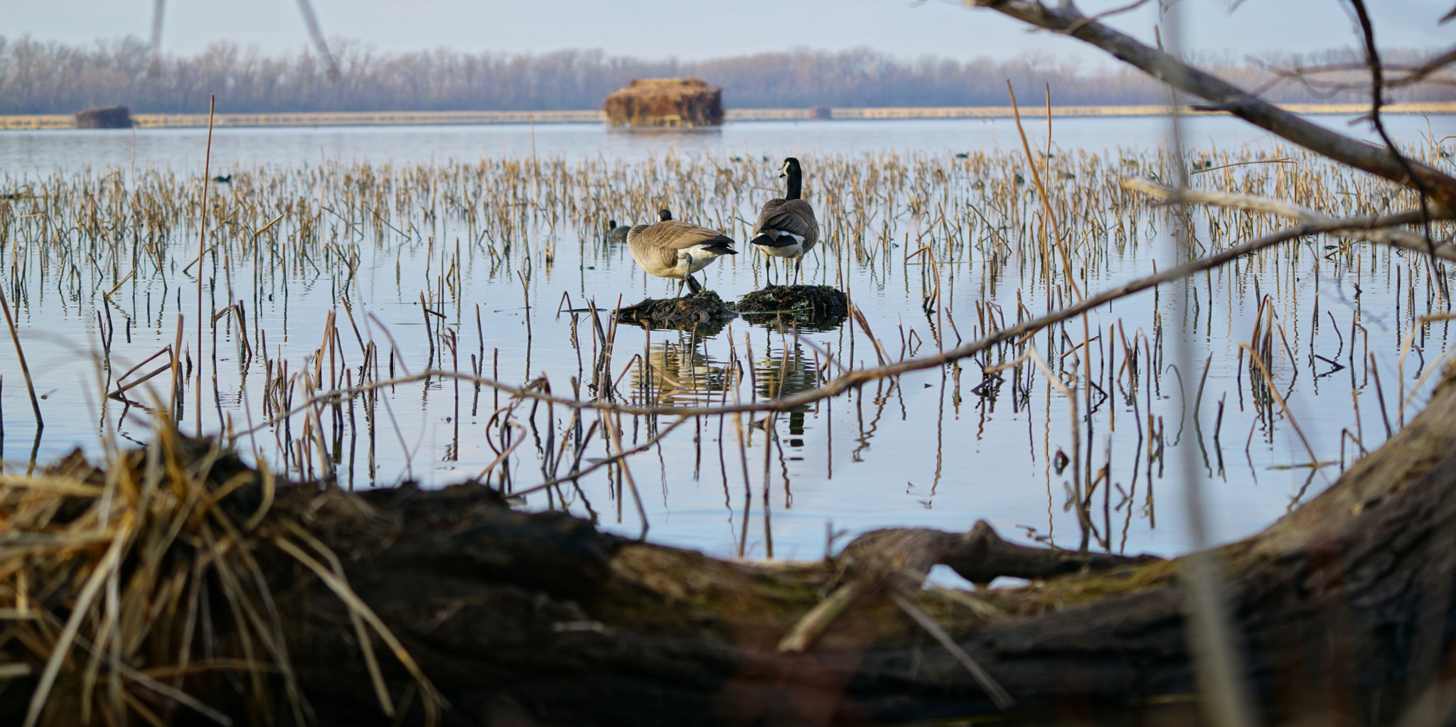 Sony a7R II + Sony FE 70-200mm F4 G OSS sample photo. Duck's life photography