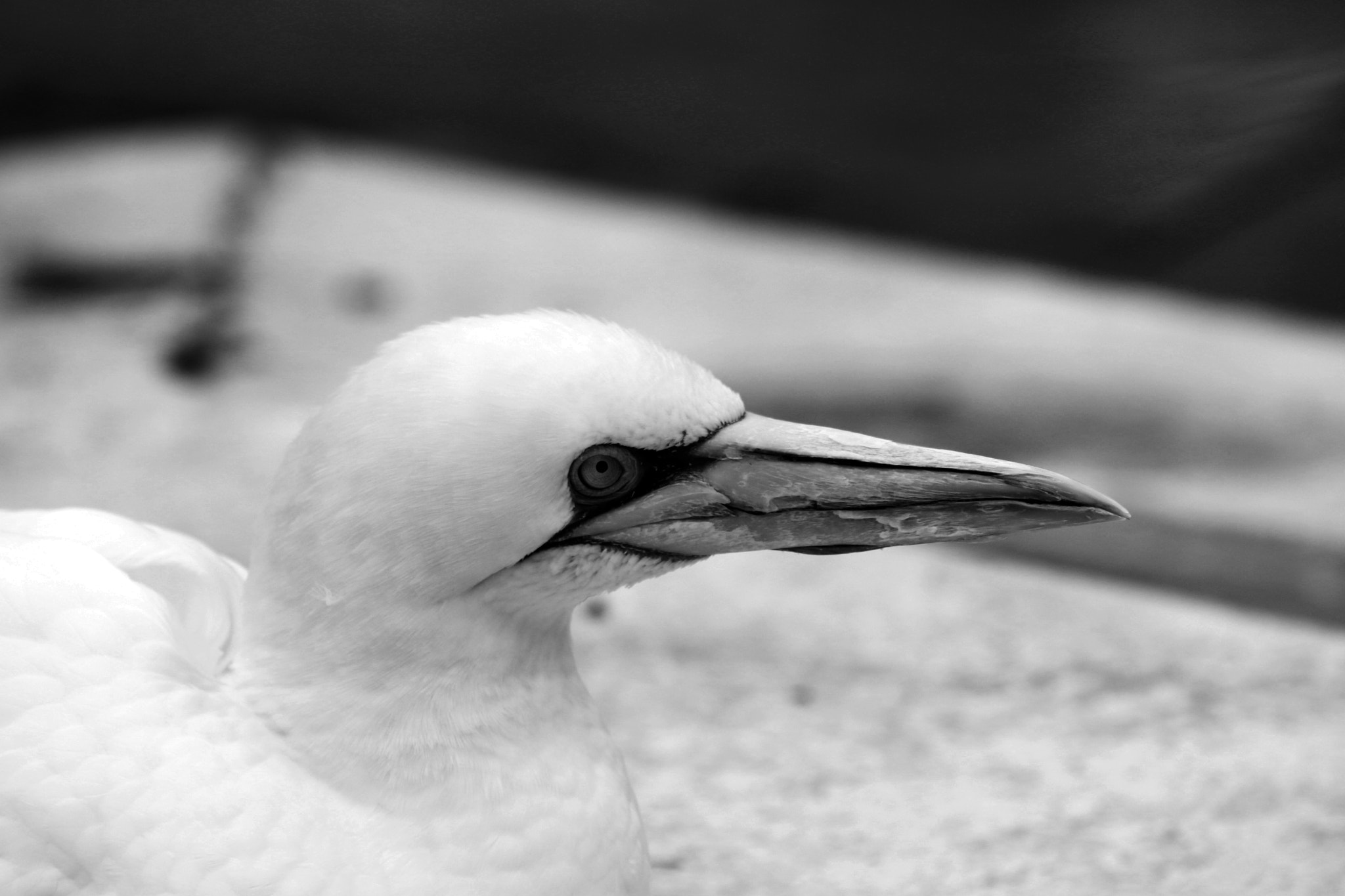 Sigma 70-200mm F2.8 EX DG OS HSM sample photo. Basstölpel animal black white isolated flying bird photography