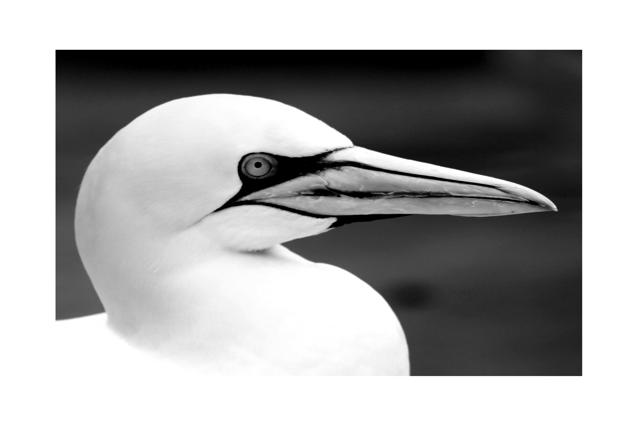 Sigma 70-200mm F2.8 EX DG OS HSM sample photo. Basstölpel animal black white isolated flying bird photography