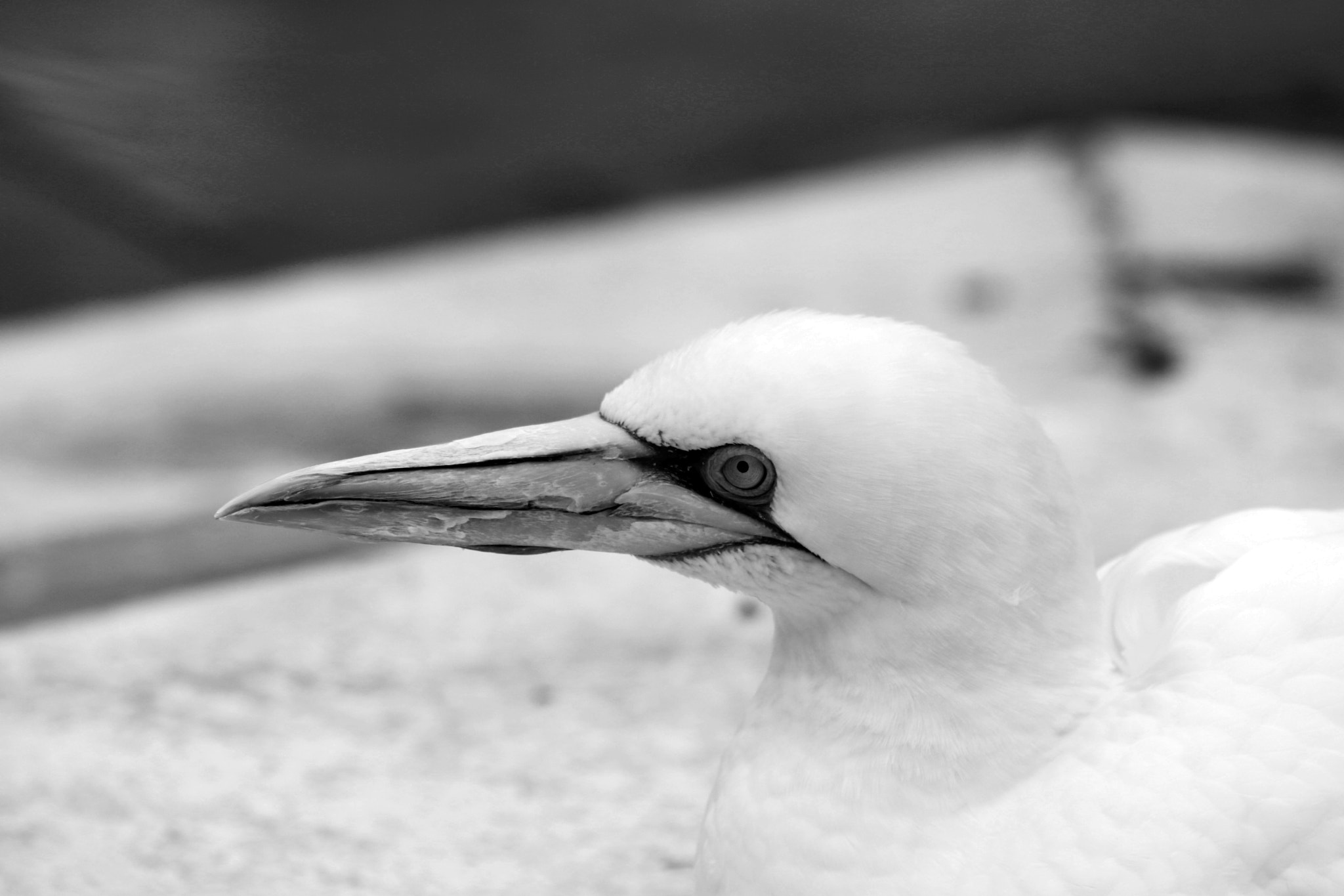 Sigma 70-200mm F2.8 EX DG OS HSM sample photo. Basstölpel animal black white isolated flying bird photography