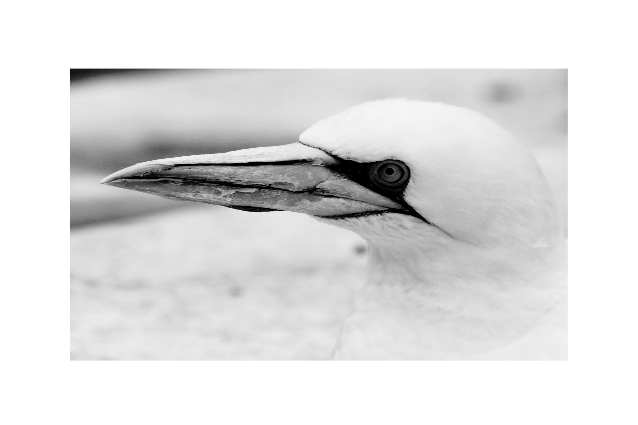 Sigma 70-200mm F2.8 EX DG OS HSM sample photo. Basstölpel animal black white isolated flying bird photography