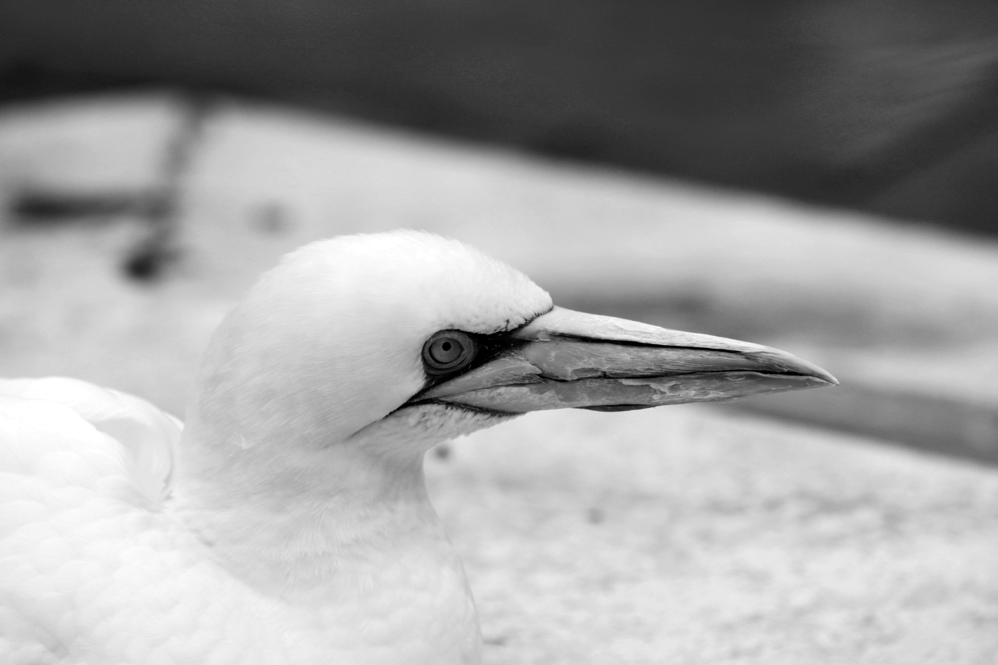 Sigma 70-200mm F2.8 EX DG OS HSM sample photo. Basstölpel animal black white isolated flying bird photography