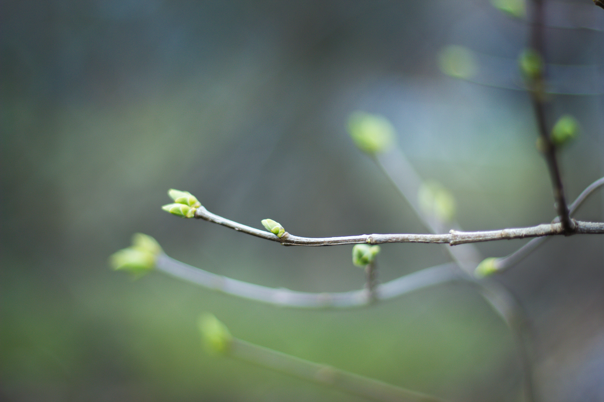 Canon EOS 550D (EOS Rebel T2i / EOS Kiss X4) + Canon EF 50mm F1.8 STM sample photo. Spring time photography