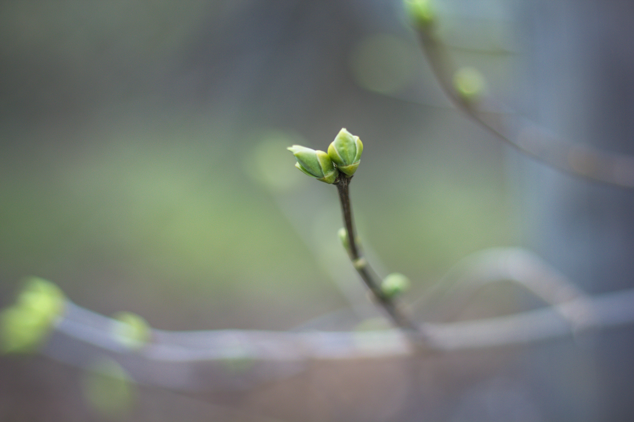 Canon EOS 550D (EOS Rebel T2i / EOS Kiss X4) + Canon EF 50mm F1.8 STM sample photo. Spring time photography