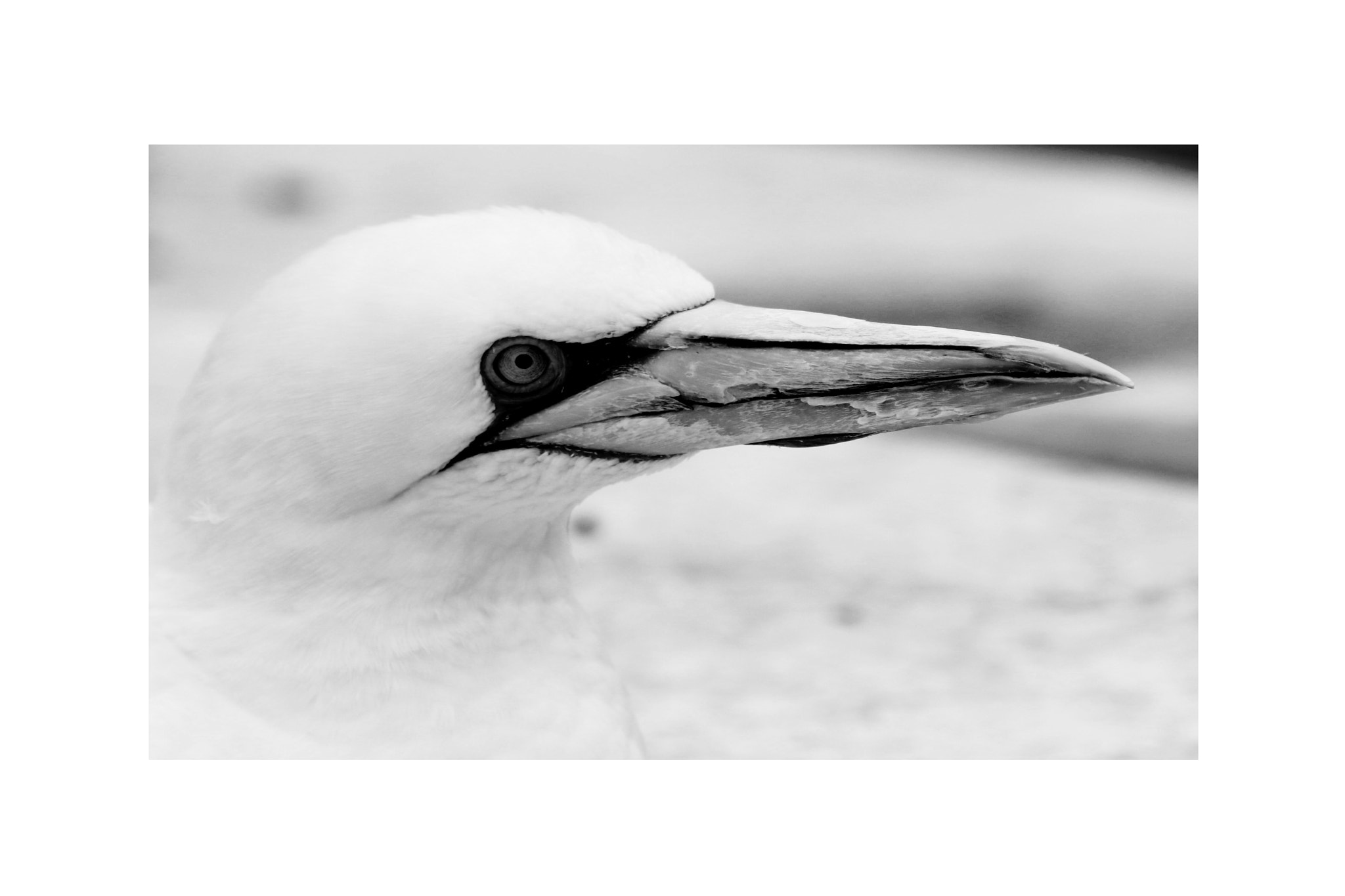 Sigma 70-200mm F2.8 EX DG OS HSM sample photo. Basstölpel animal black white isolated flying bird photography