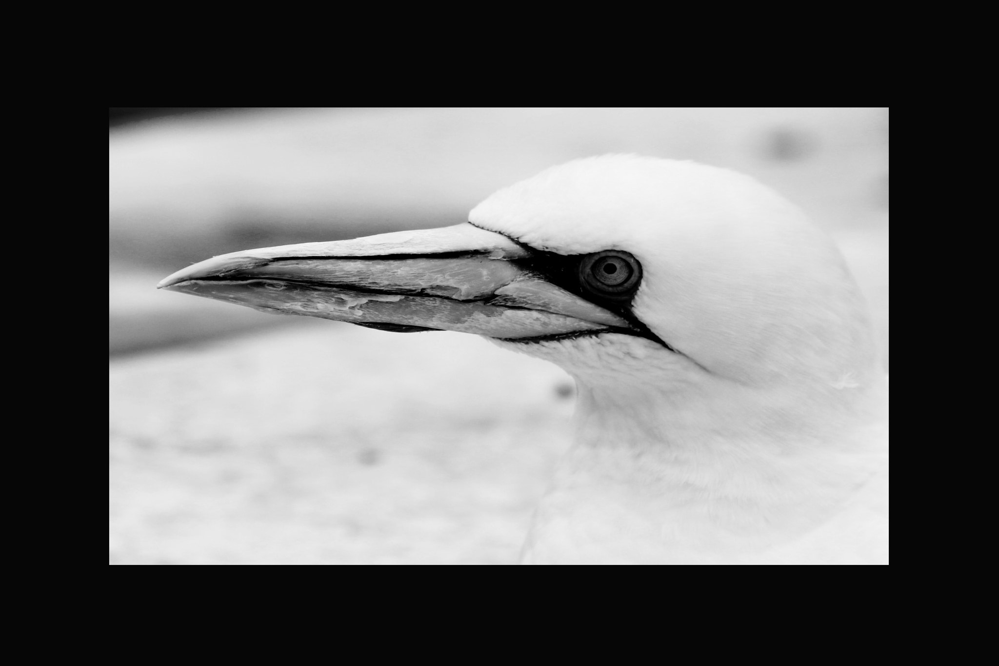 Sigma 70-200mm F2.8 EX DG OS HSM sample photo. Basstölpel animal black white isolated flying bird photography