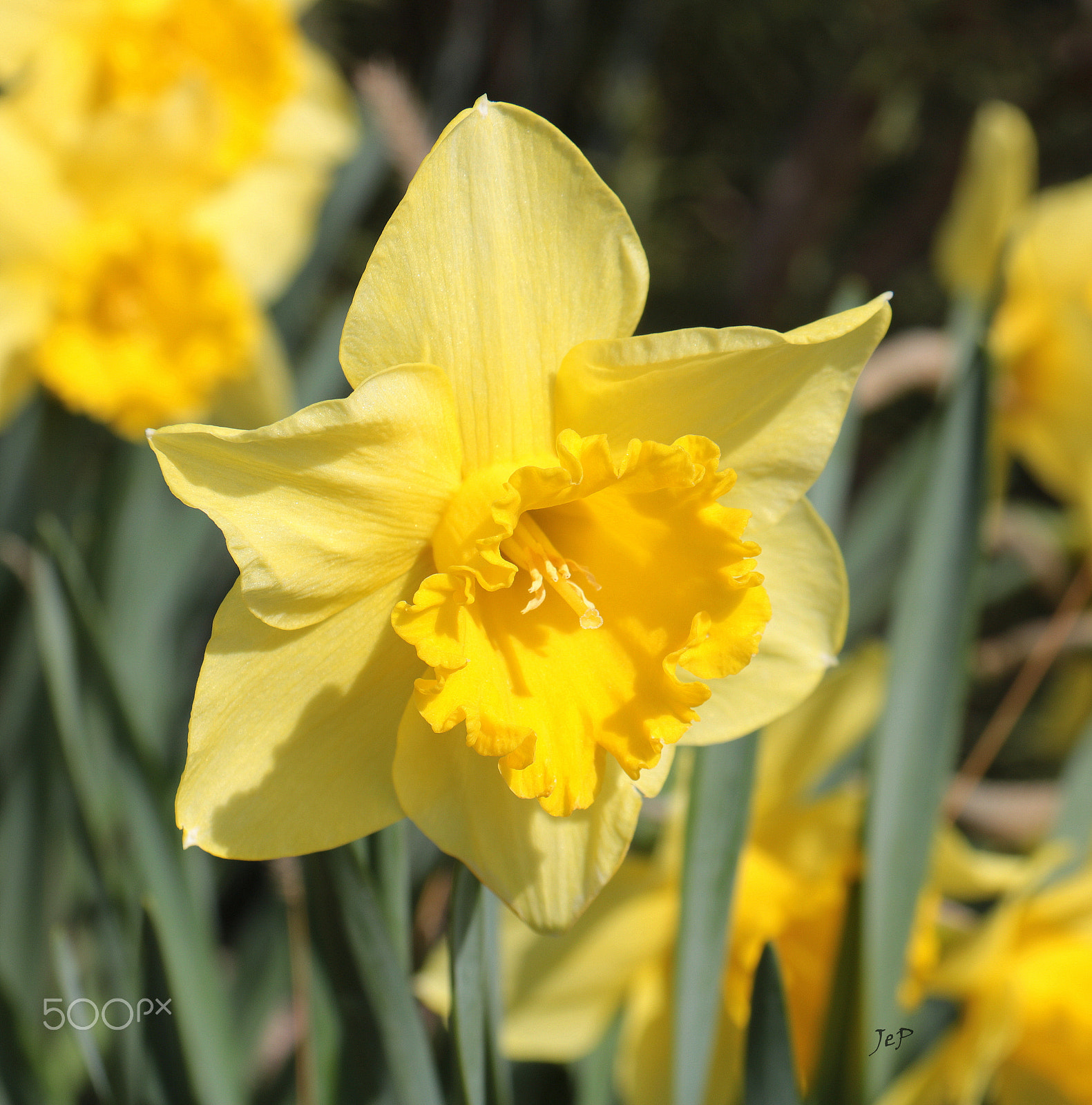 Canon EOS 760D (EOS Rebel T6s / EOS 8000D) sample photo. Narcis photography