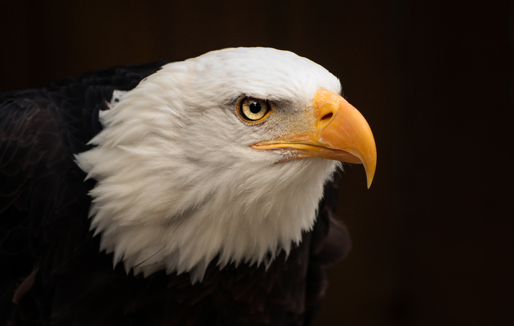 Canon EOS 700D (EOS Rebel T5i / EOS Kiss X7i) + Tamron SP 35mm F1.8 Di VC USD sample photo. Bald eagle photography