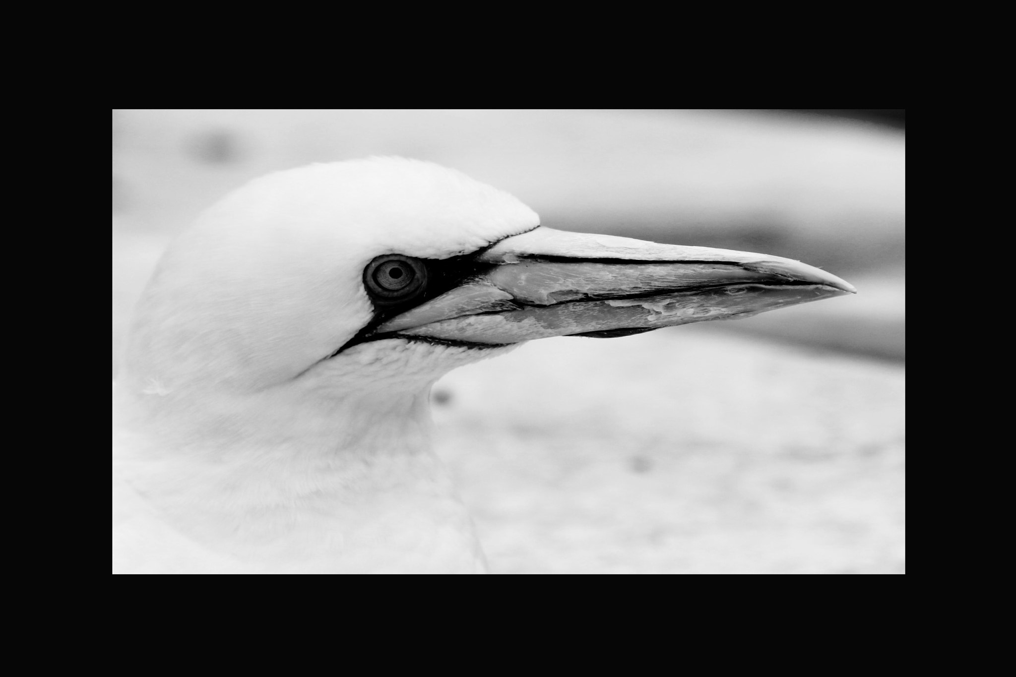 Sigma 70-200mm F2.8 EX DG OS HSM sample photo. Basstölpel animal black white isolated flying bird photography